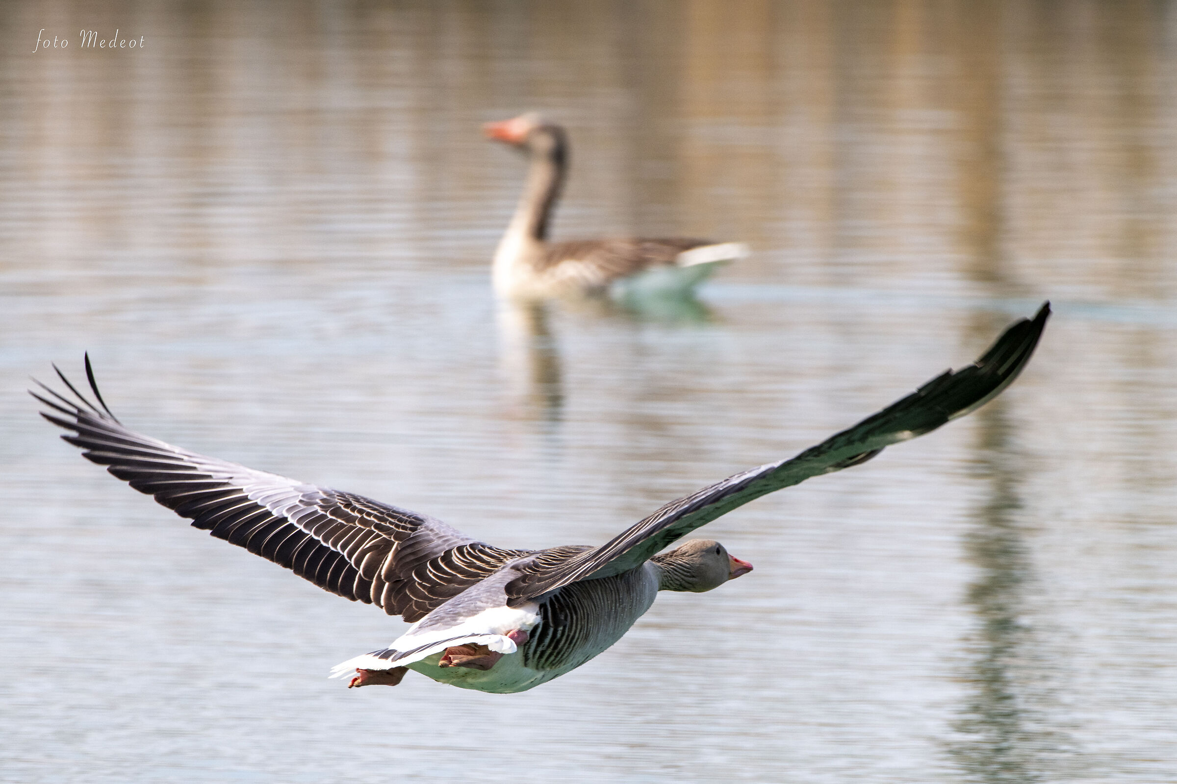 Oca selvatica in volo