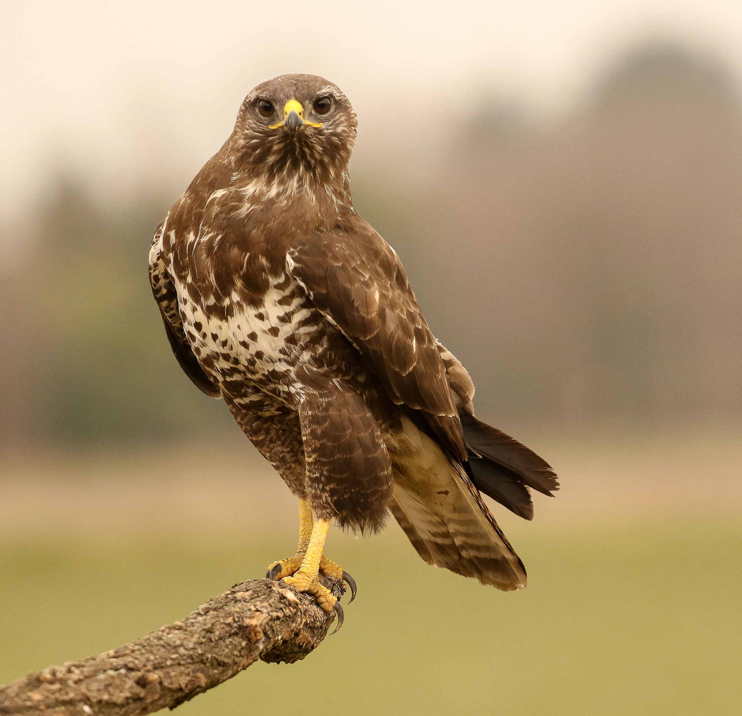 Buzzard!