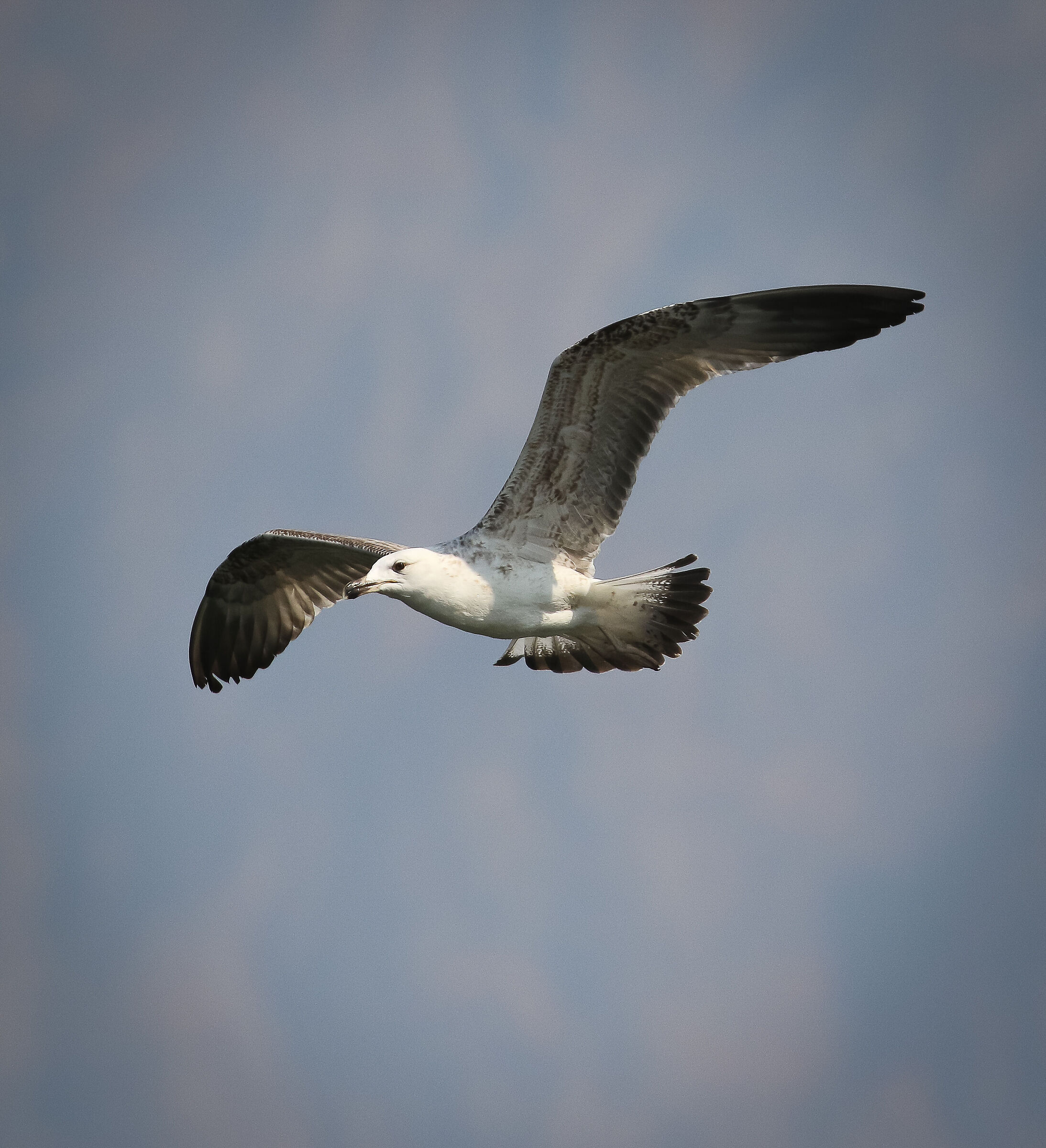 Young herring gull