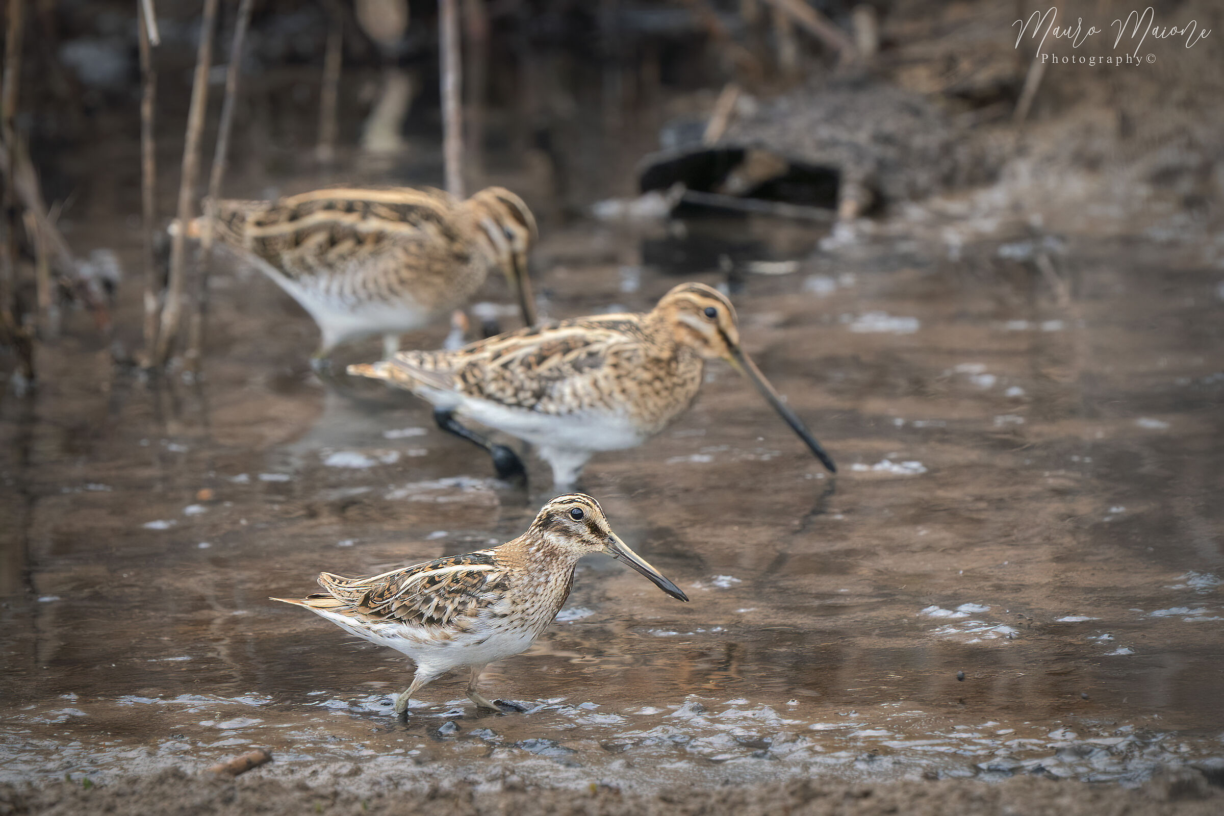 frullino e beccaccini