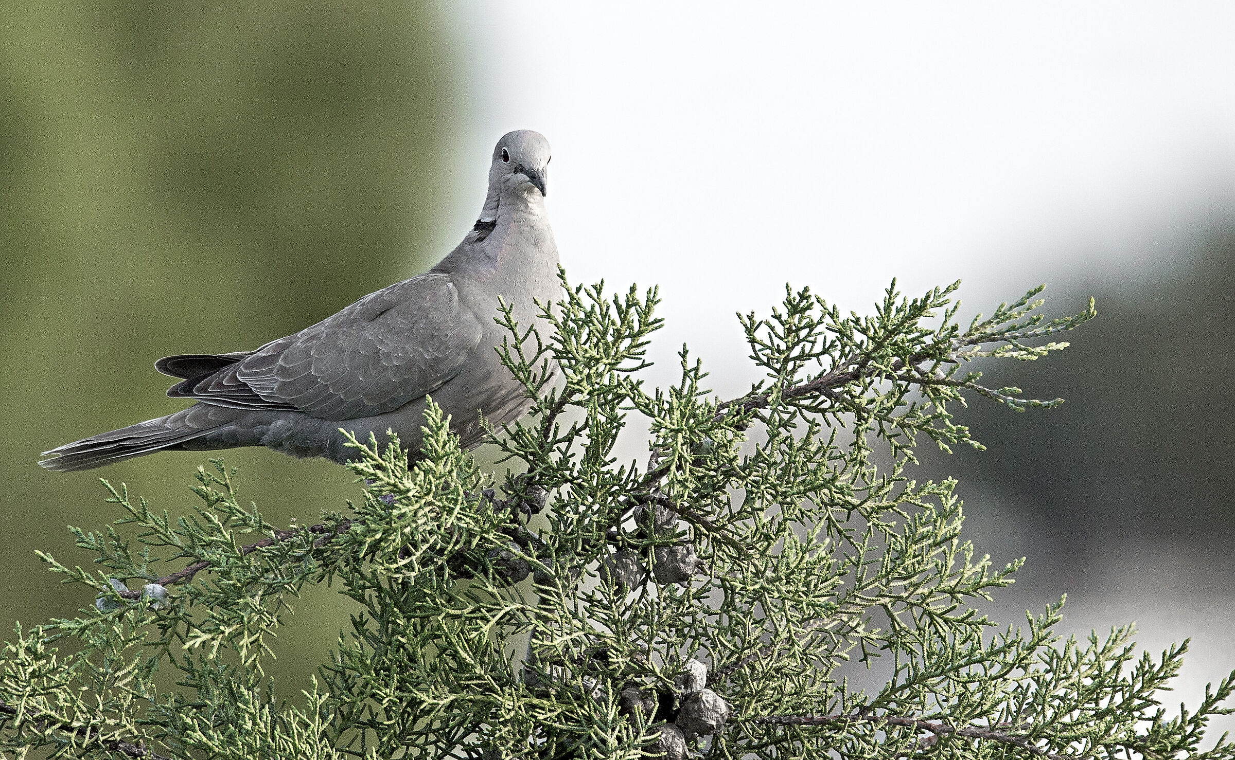 COLLARED DOVE GREY