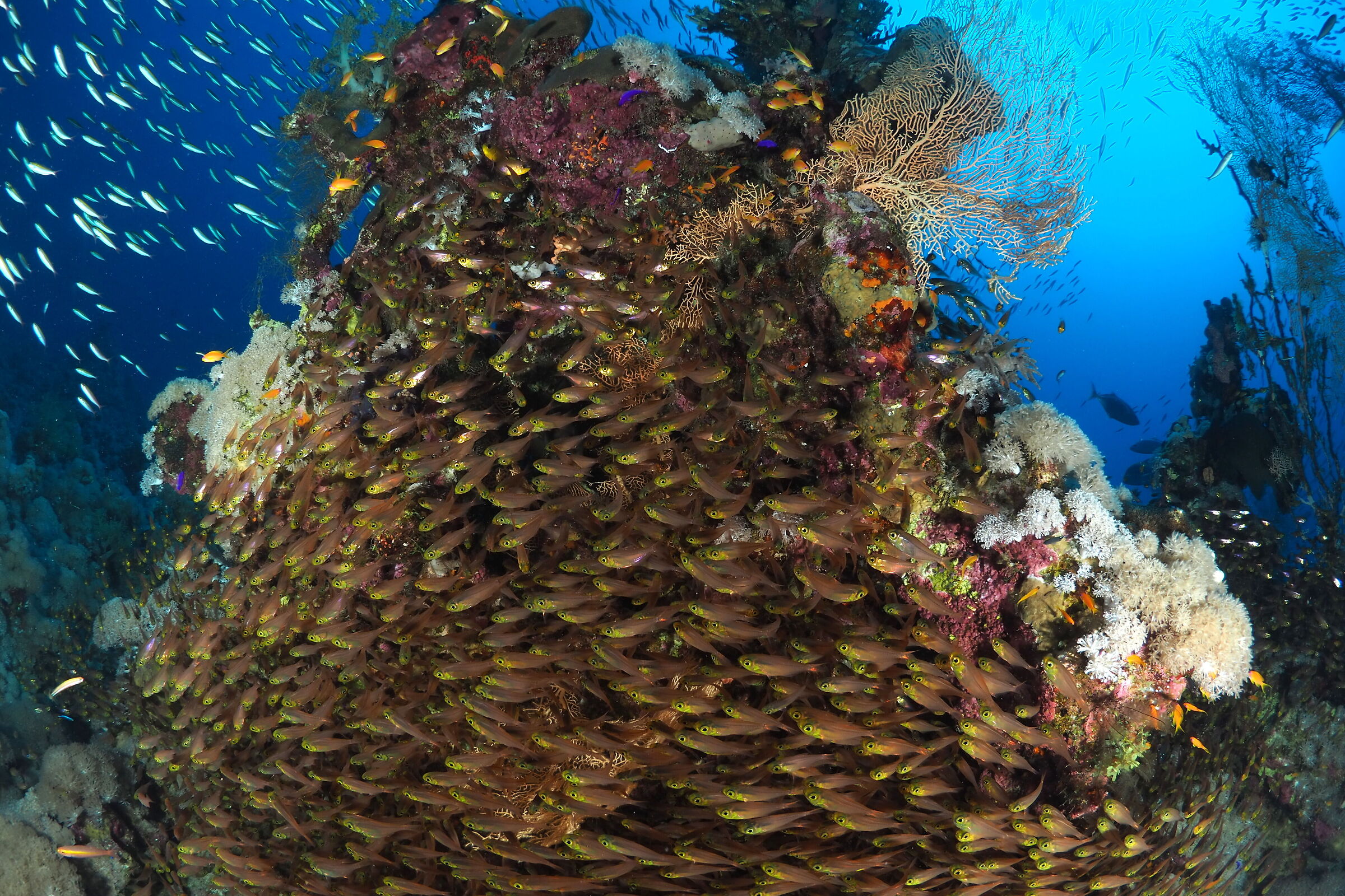 Glassfish