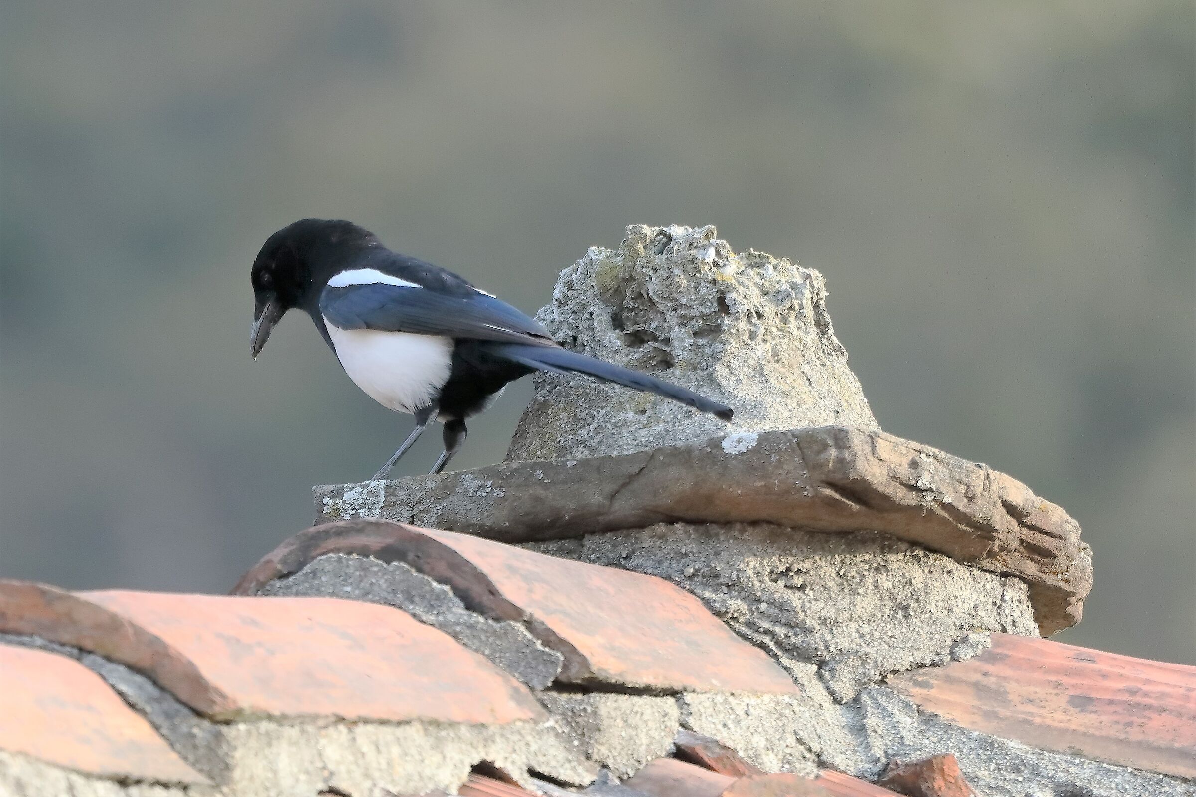 magpie 21-03-2022
