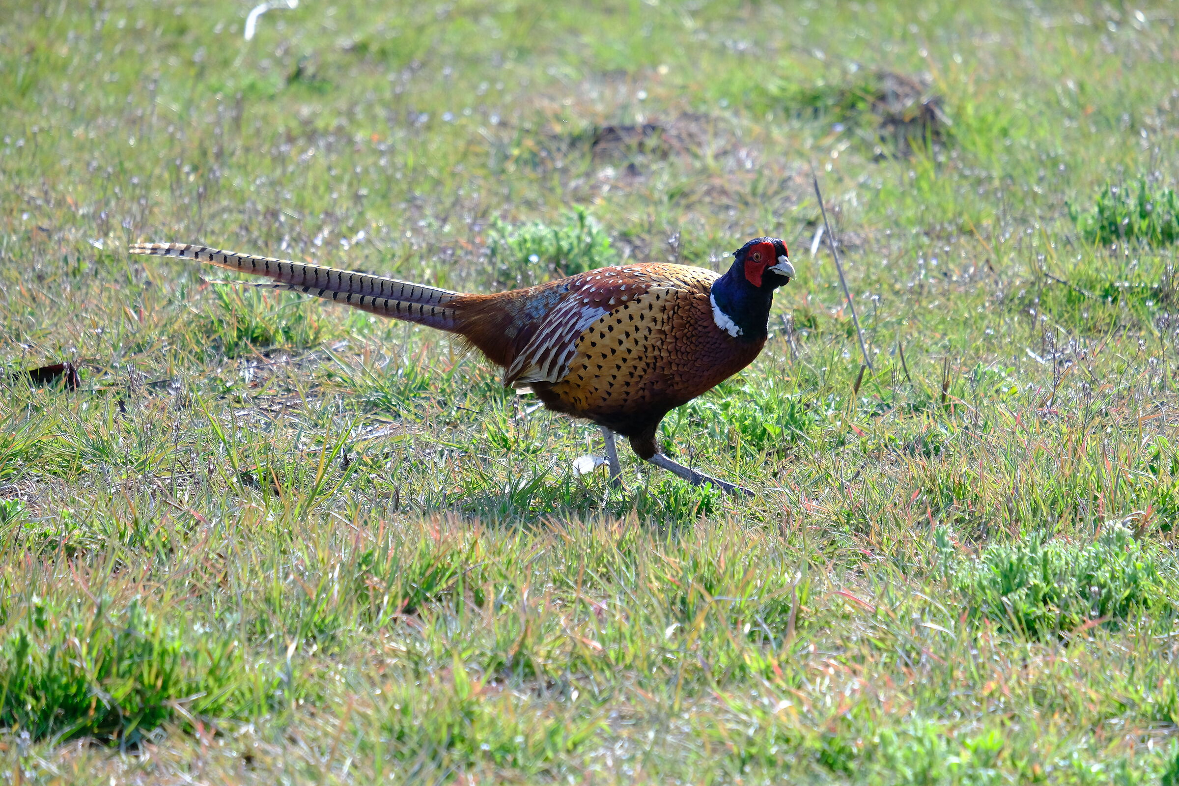 pre-cooked foggate pheasant