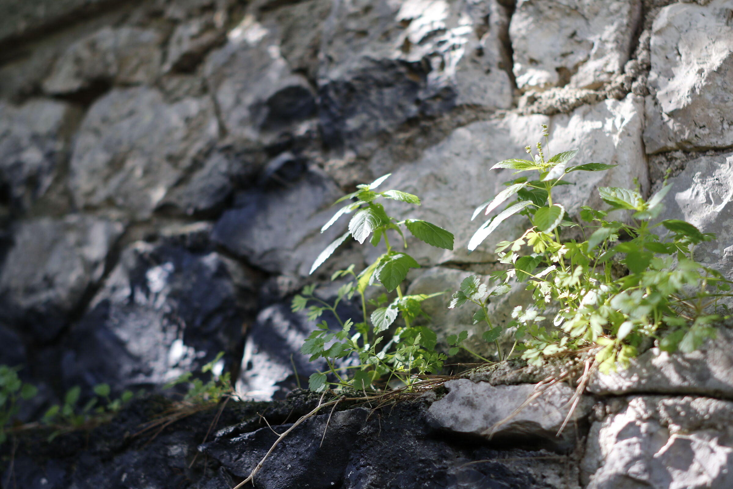 f.1.4 / Milvus Zeiss 50, 1.4- Canon 7D II