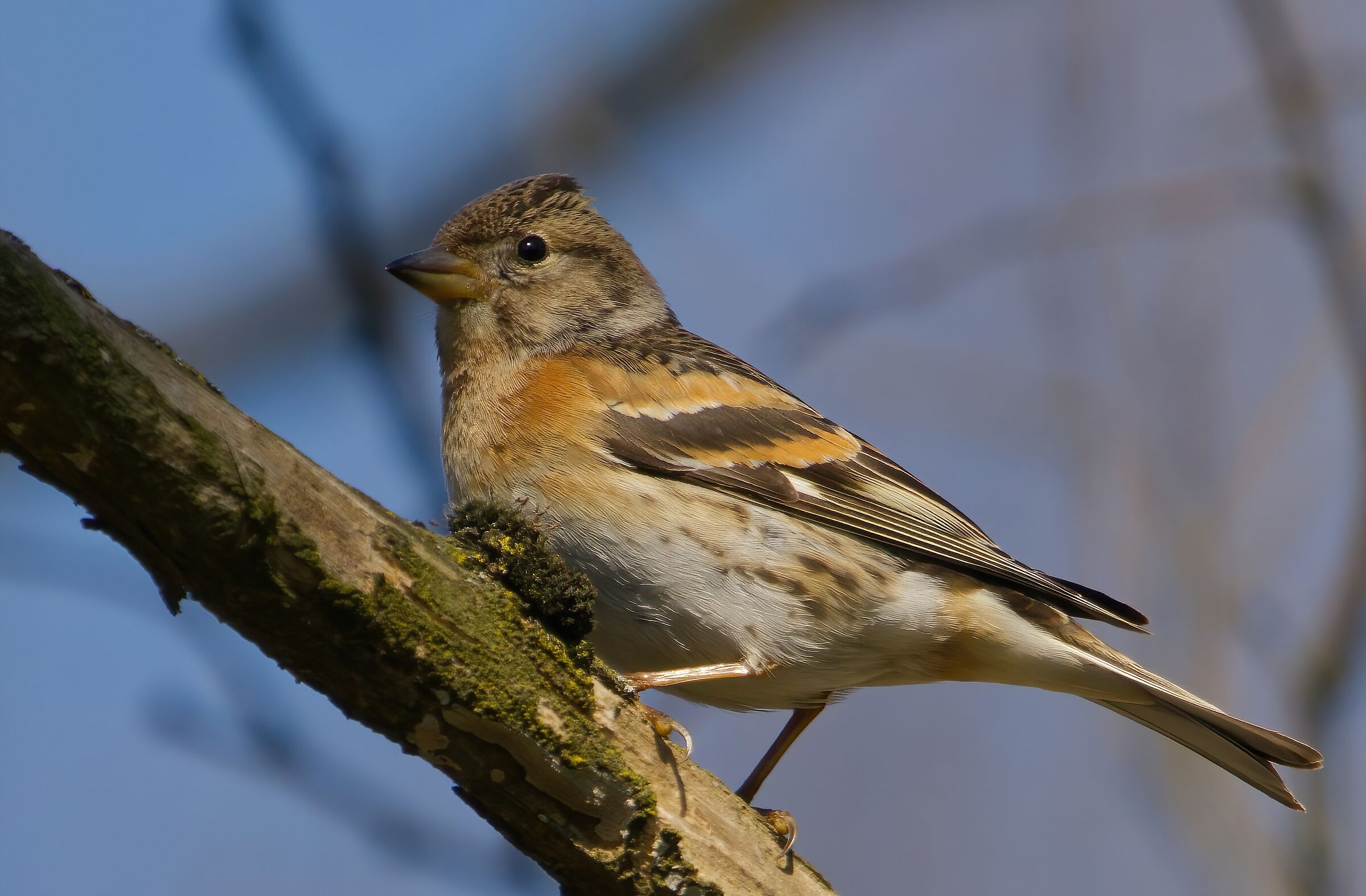 Peppola enjoys the sun