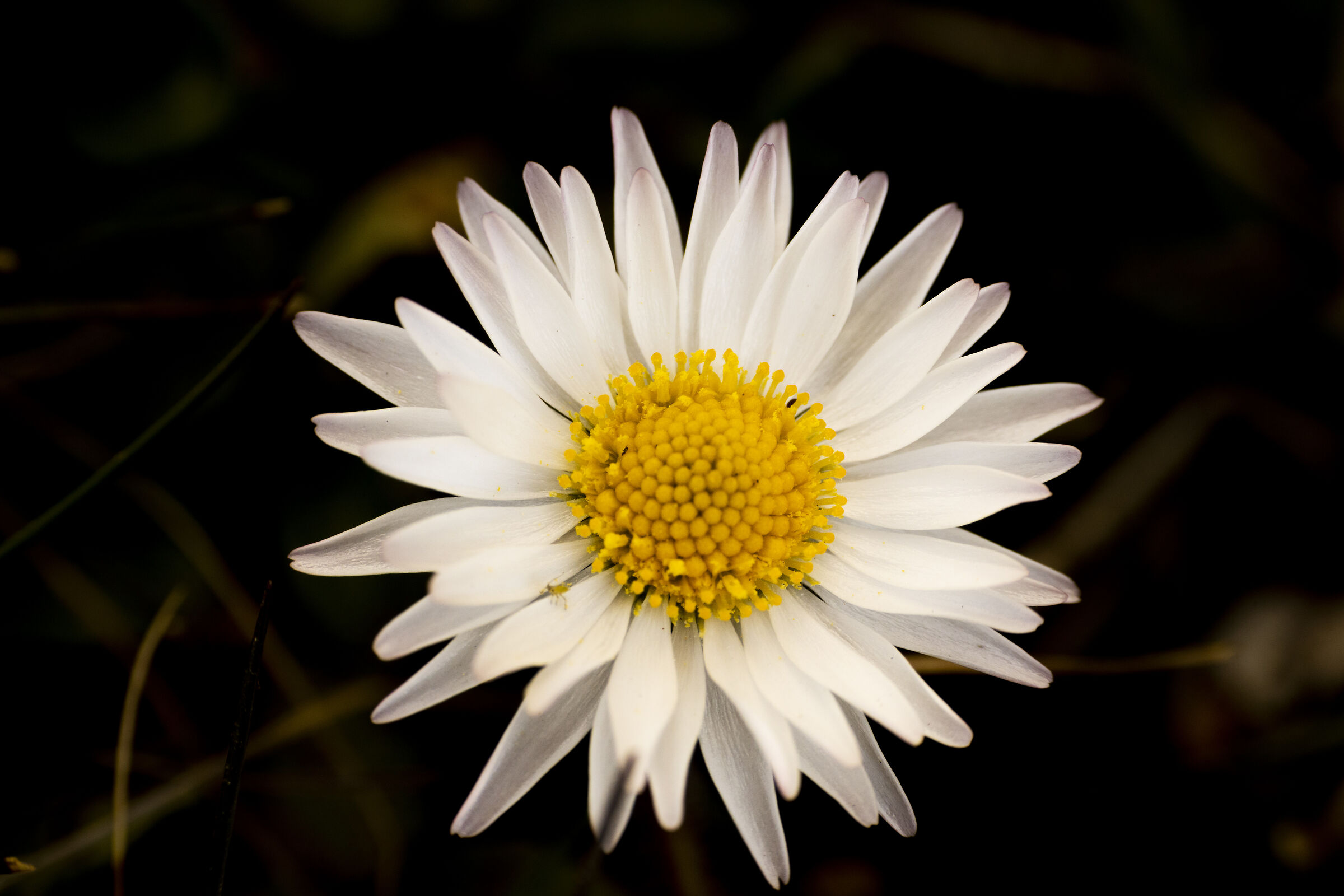 Daisy