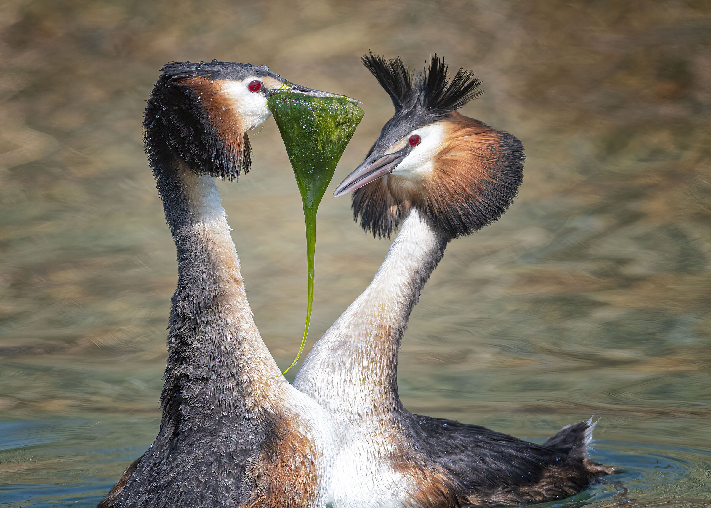 Grebes: Portrait of a Couple