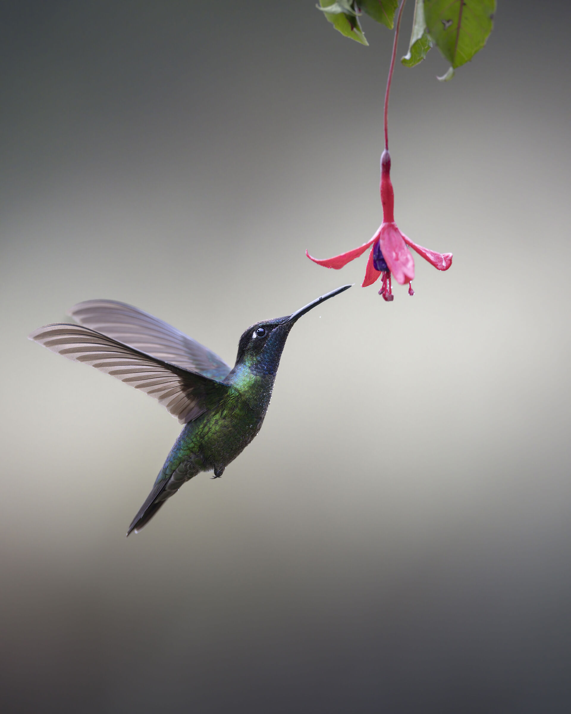 colibrì