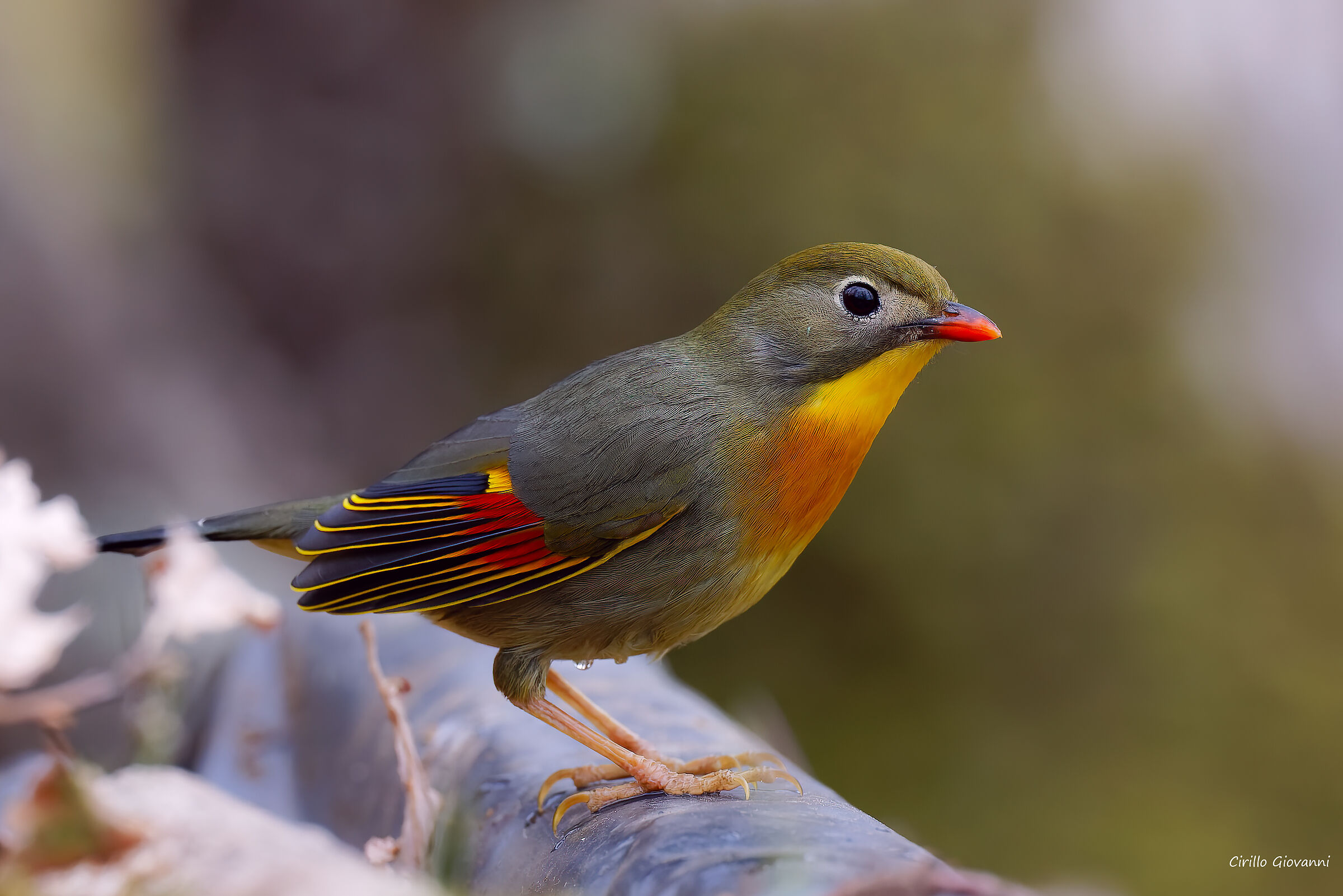 Usignolo del giappone