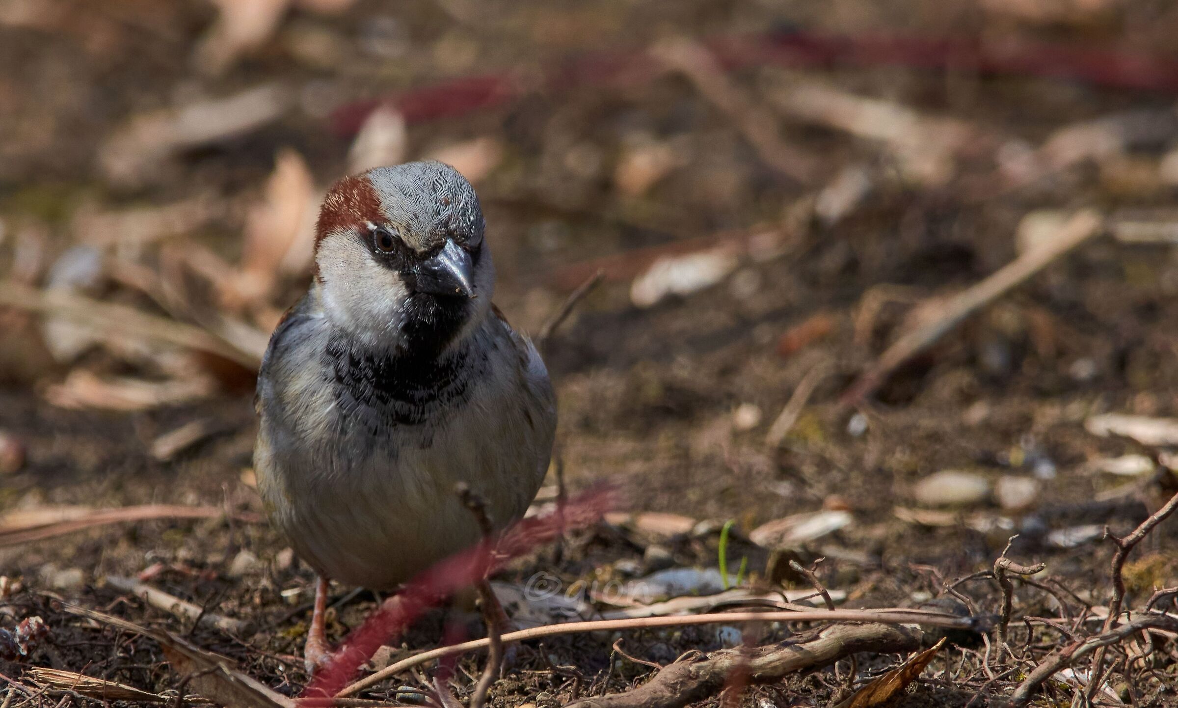 Passer domesticus