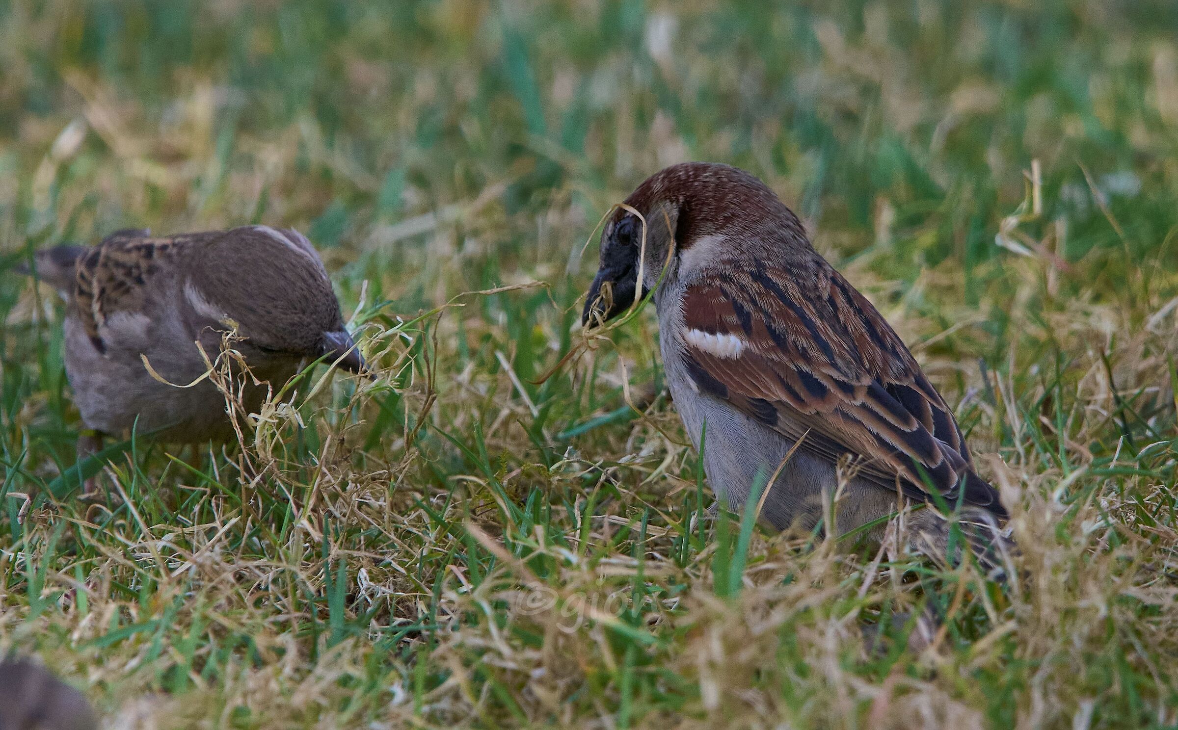 Passer domesticus, male and female