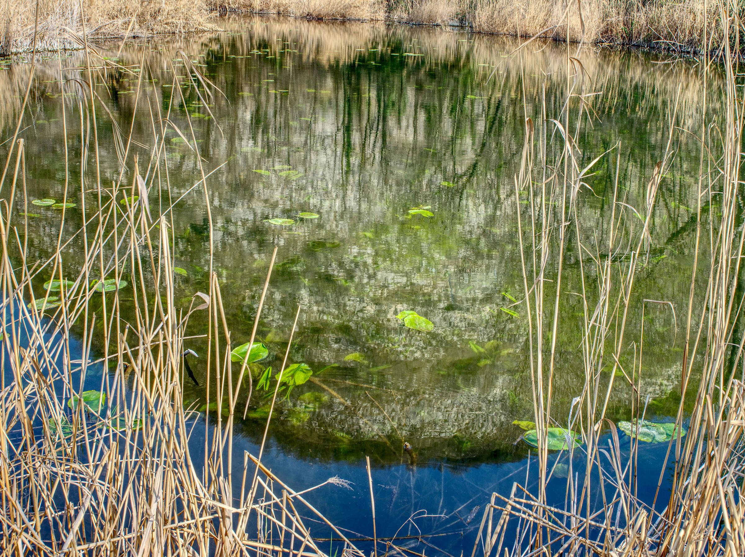 Nel blu dipinto di verde
