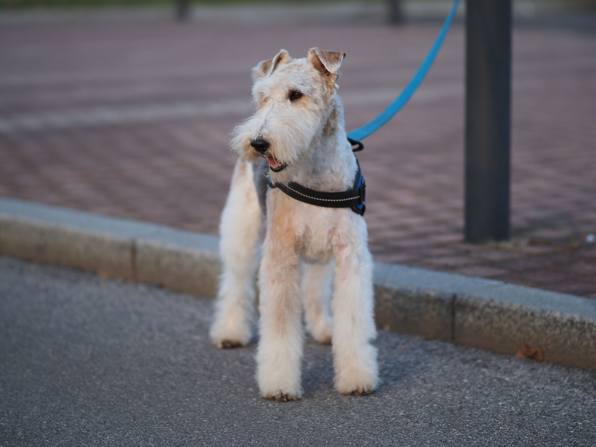 Test sigma 56 mm 1.4