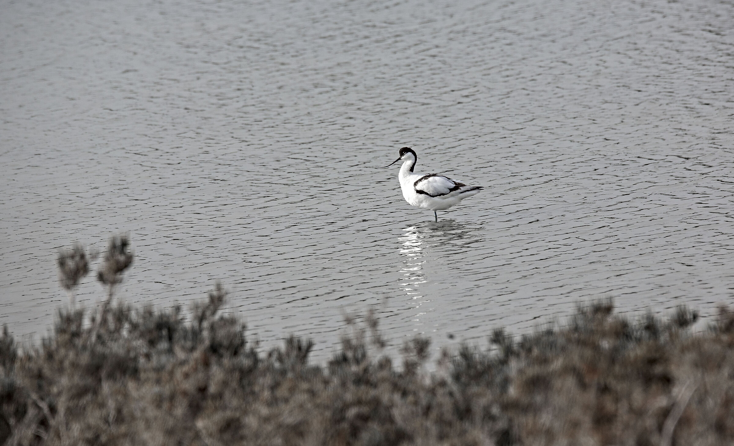 AVOCET