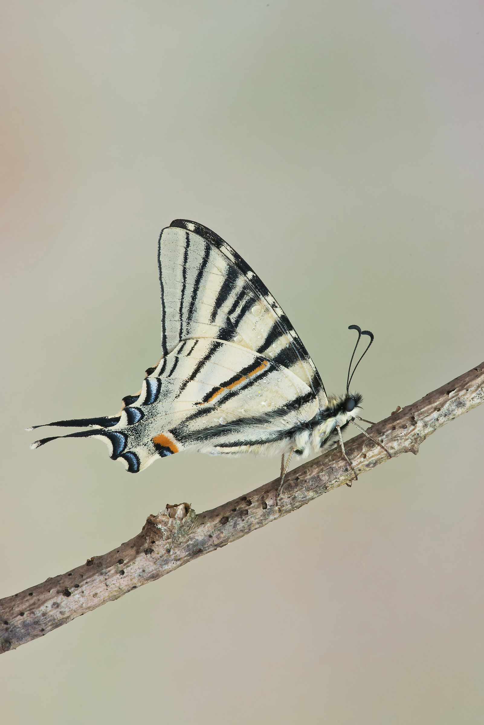 Iphiclides podalirius
