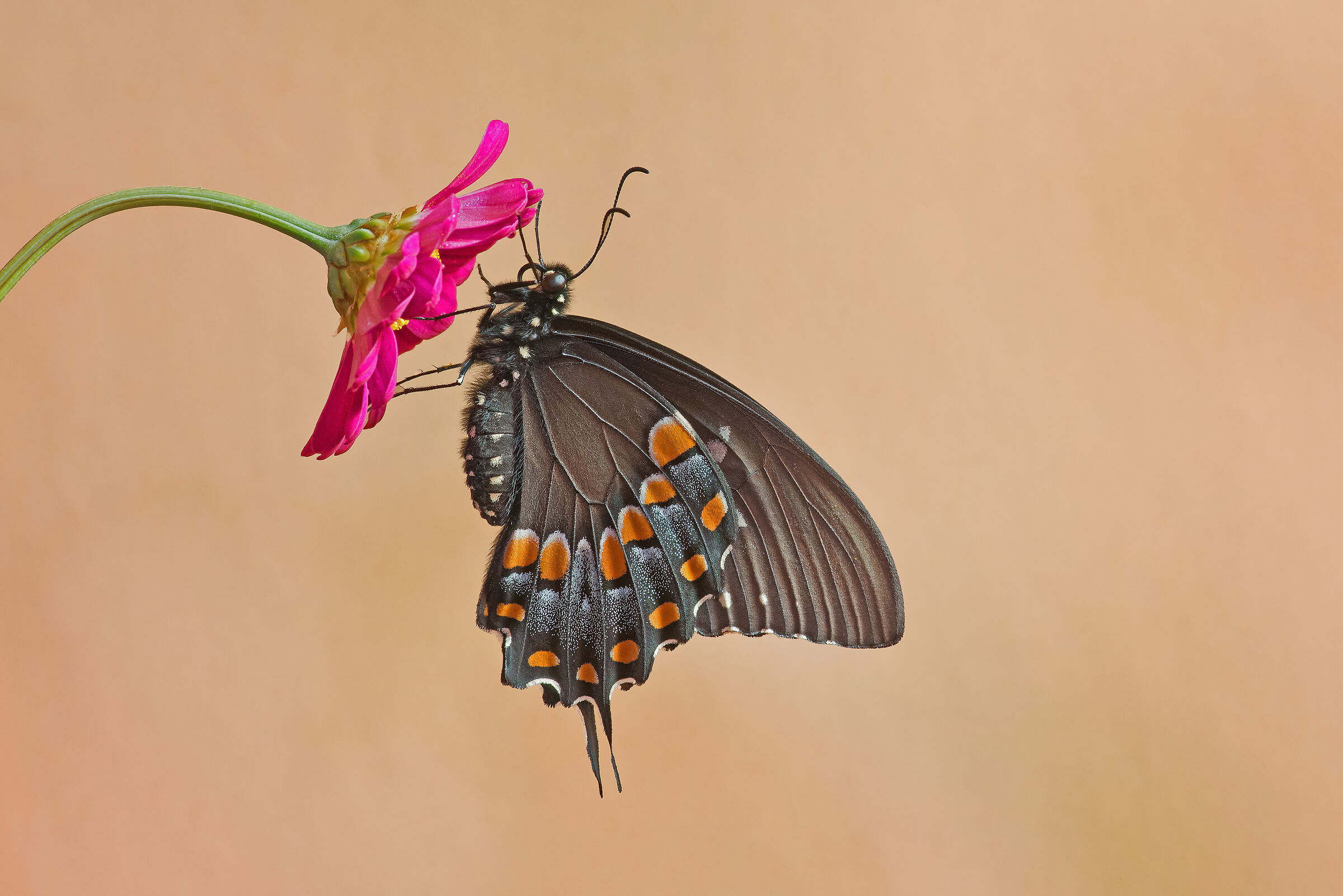 Butterfly 2