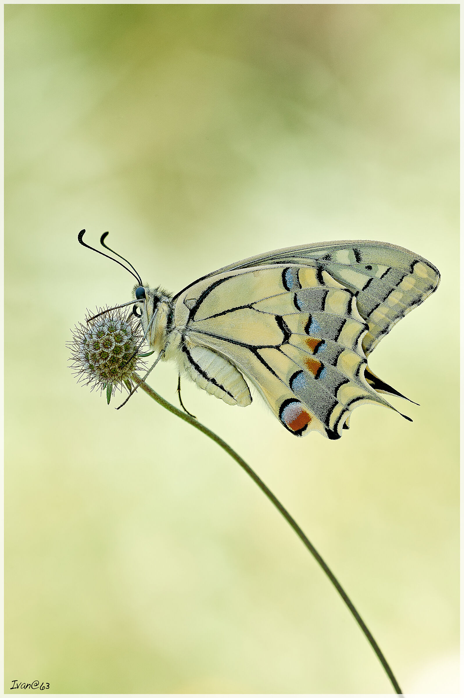 Butterfly 3