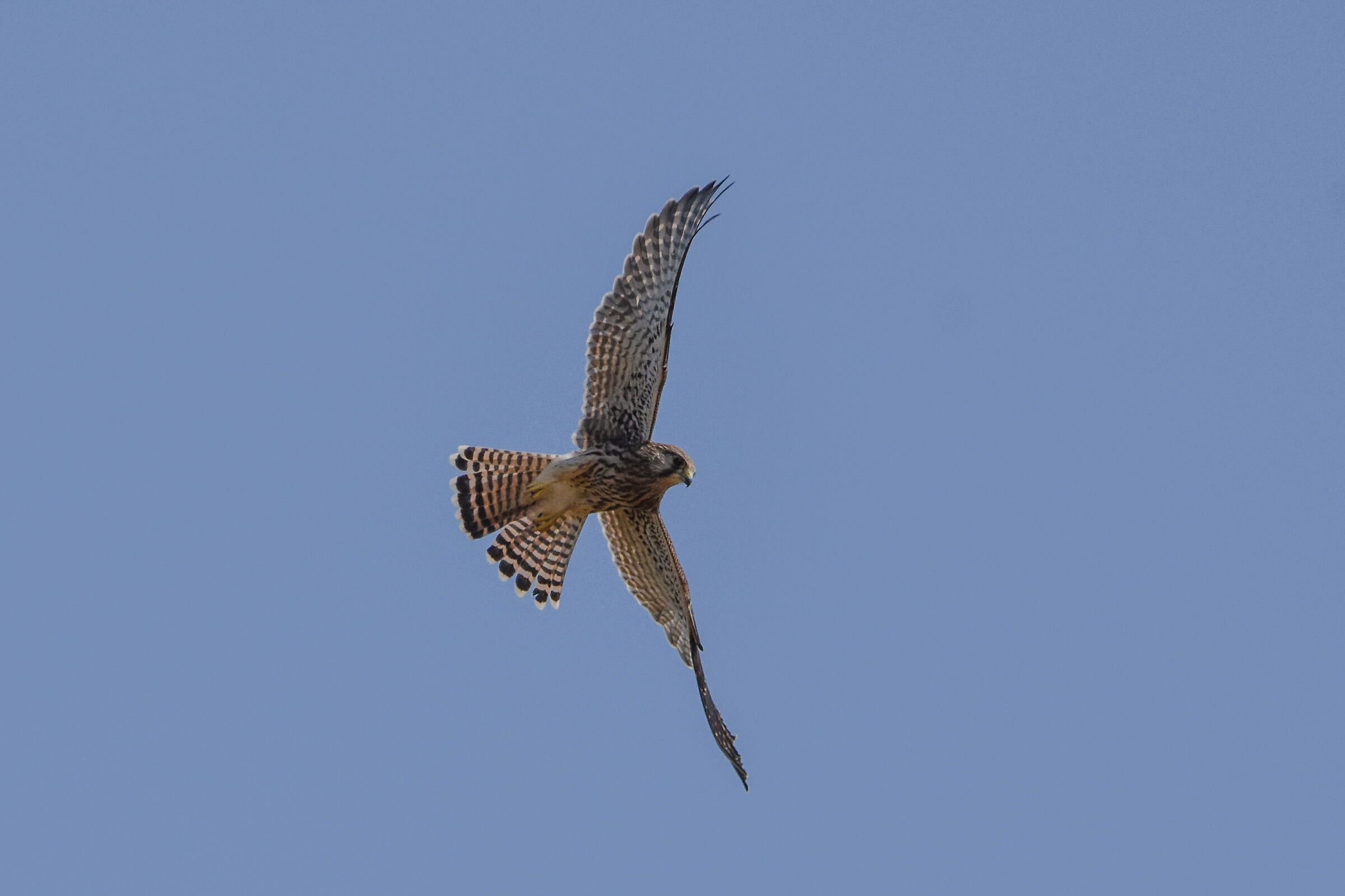 Kestrel