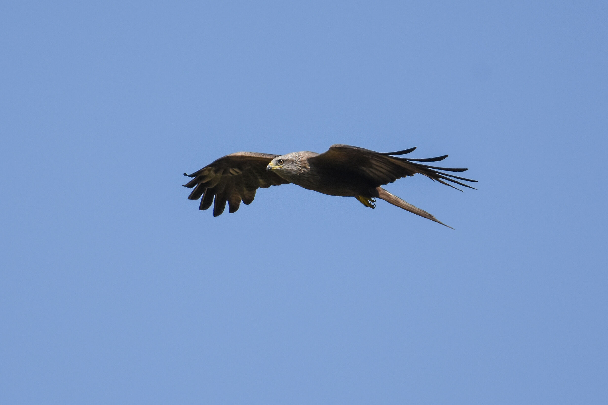 Kite