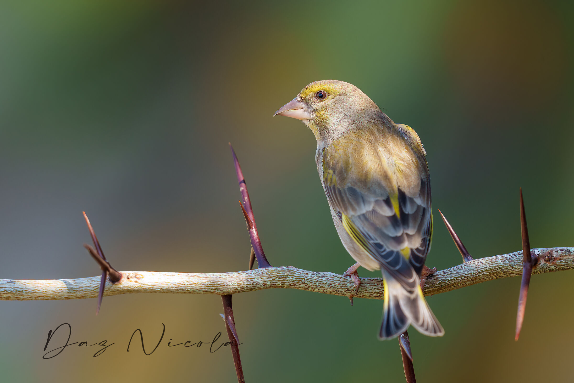 Greenfinch in the Sun