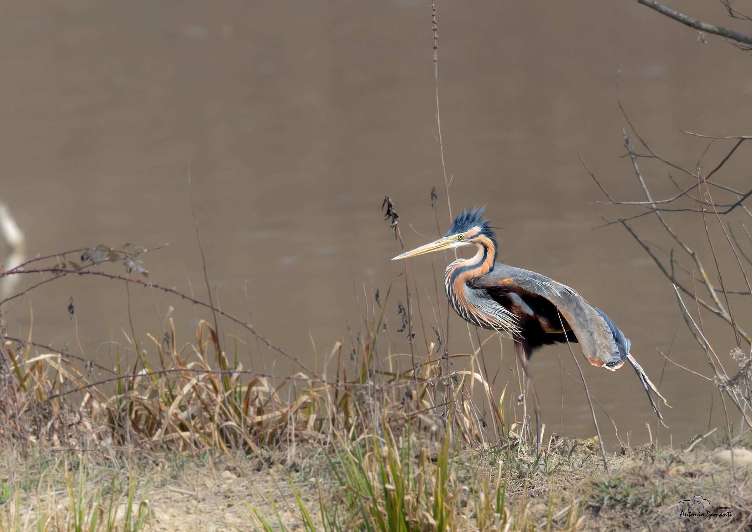 The streching of the red heron