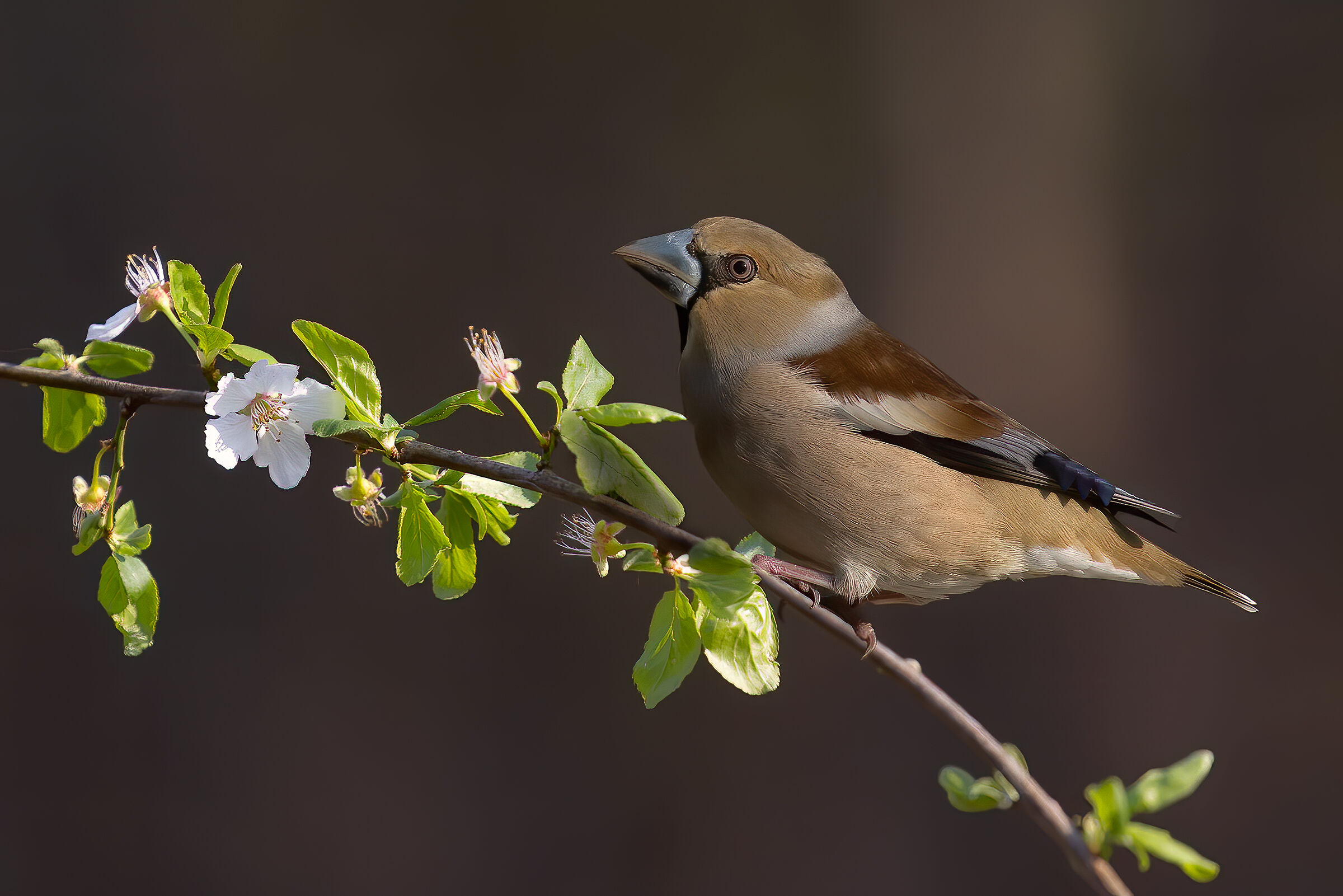 Frosone comune (Coccothraustes coccothraustes)