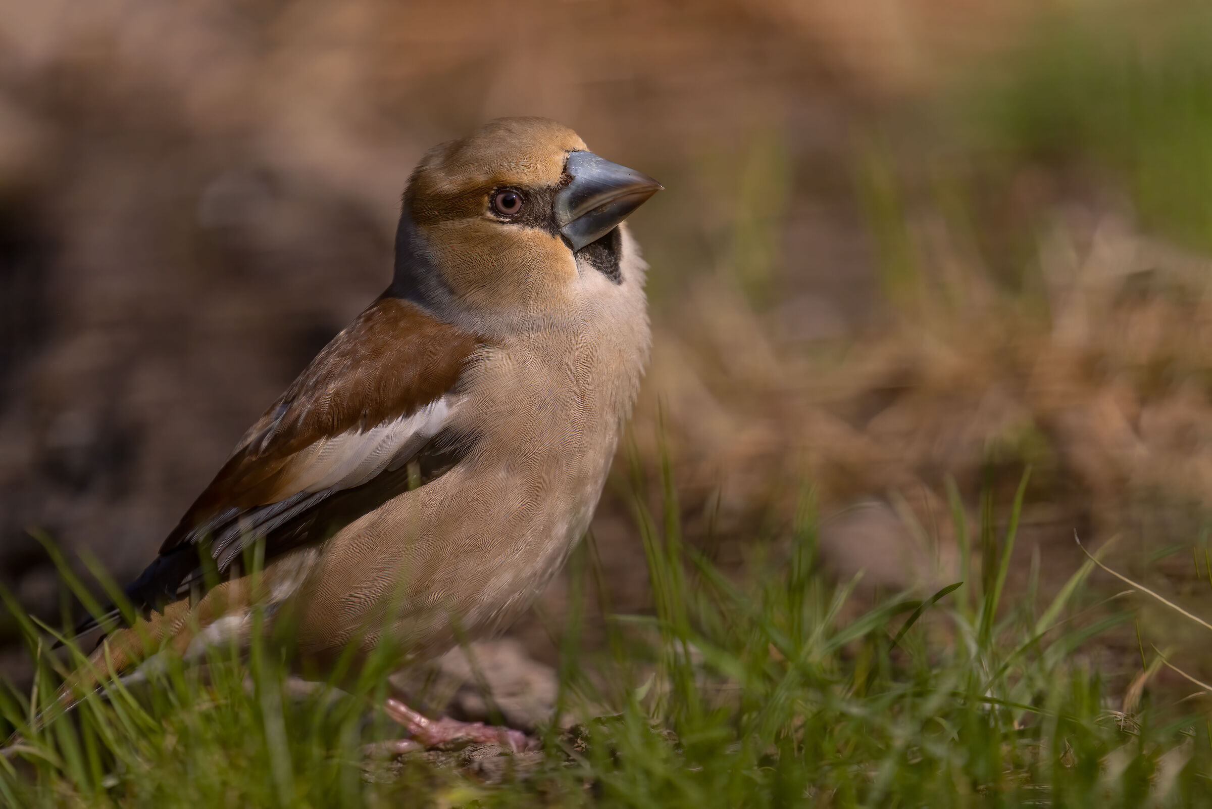 Frosone comune (Coccothraustes coccothraustes)