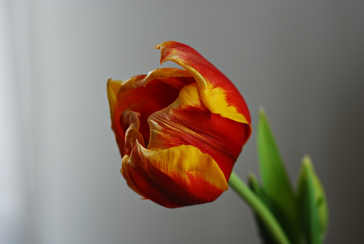 Tulipano