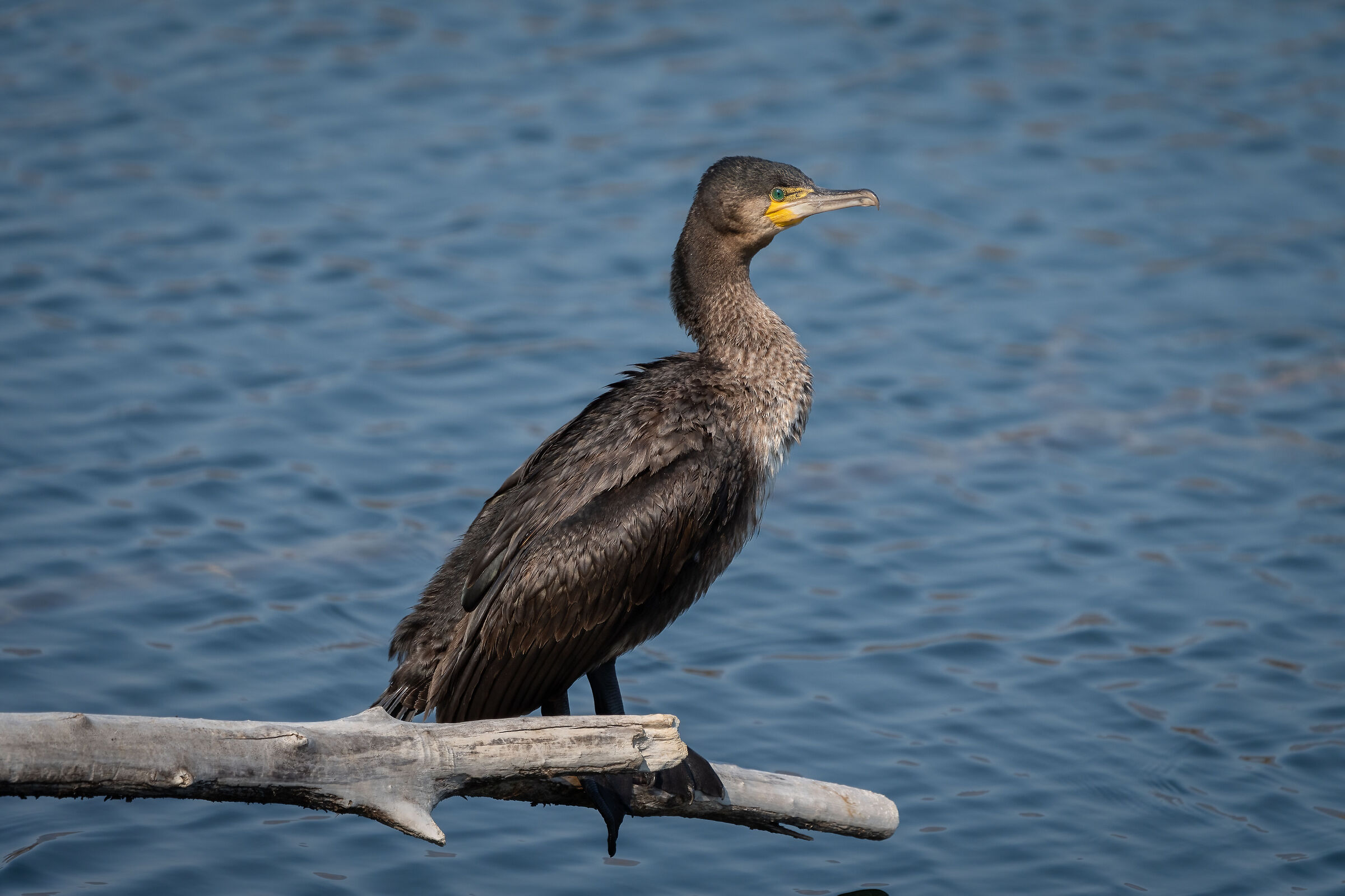 Washing cormorant