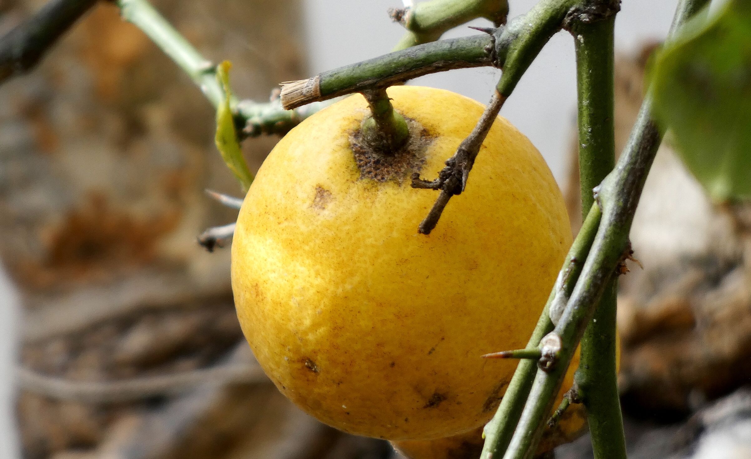 Limone