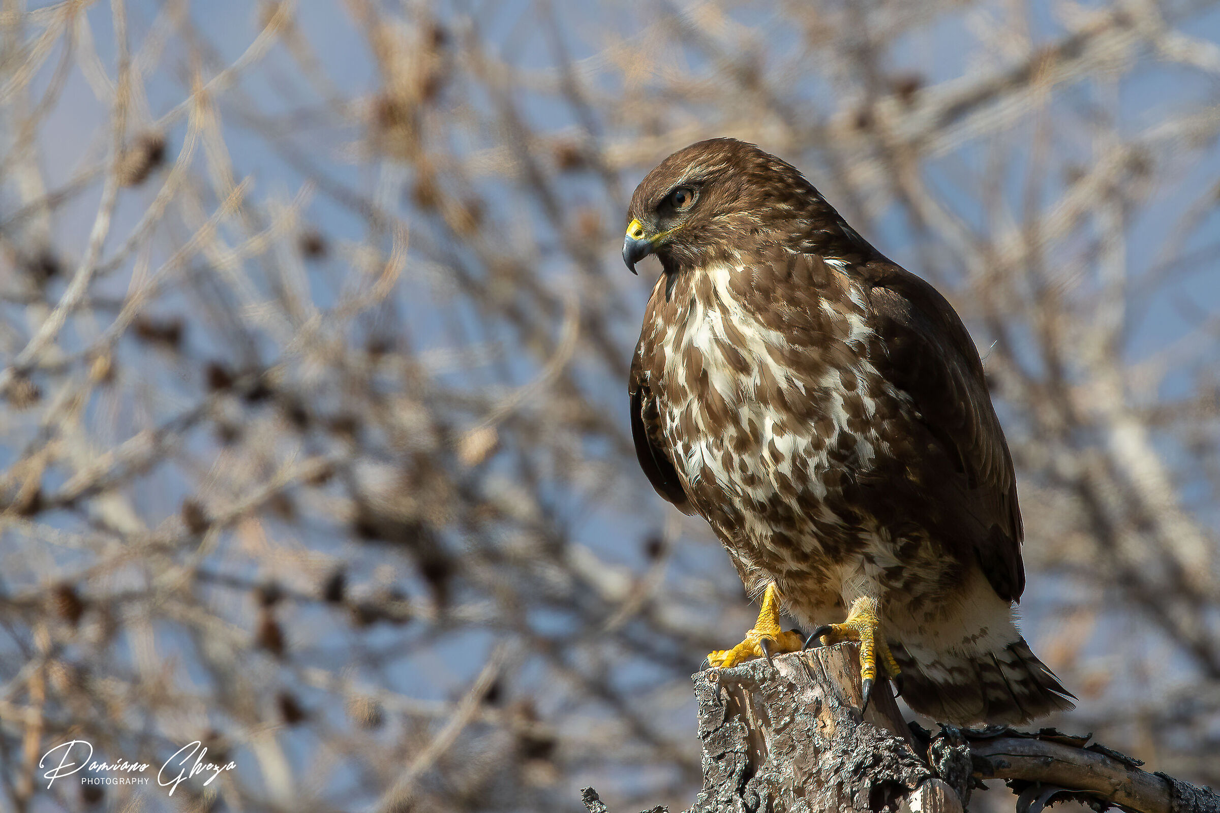 Buzzard