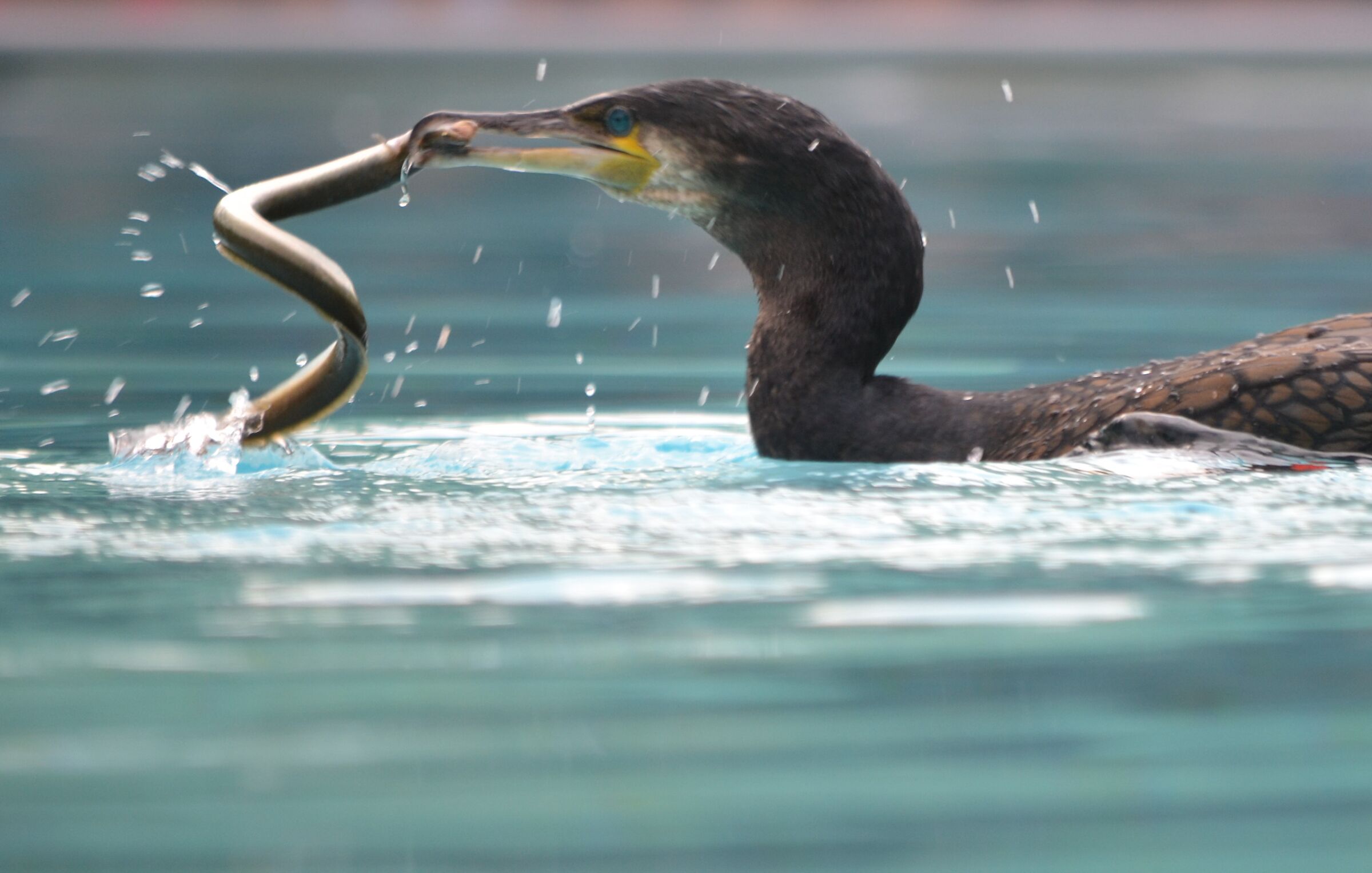 Cormorant