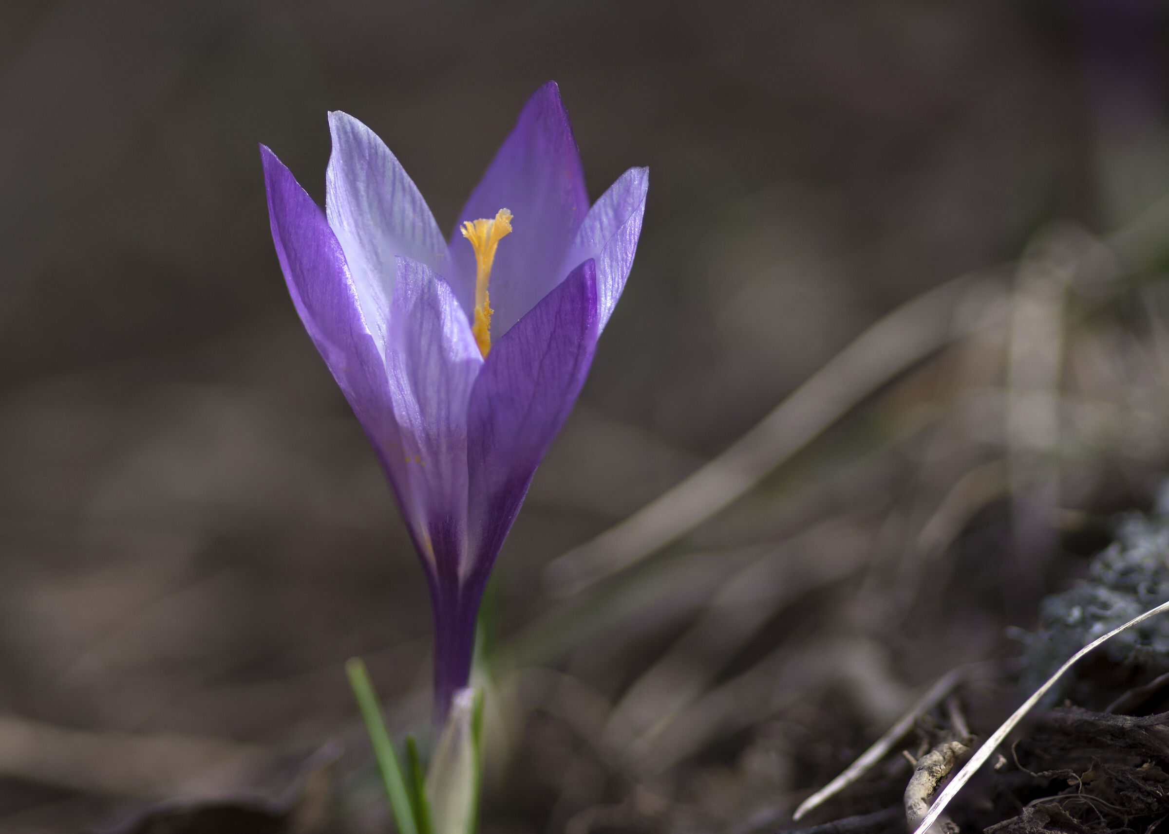 Crocus