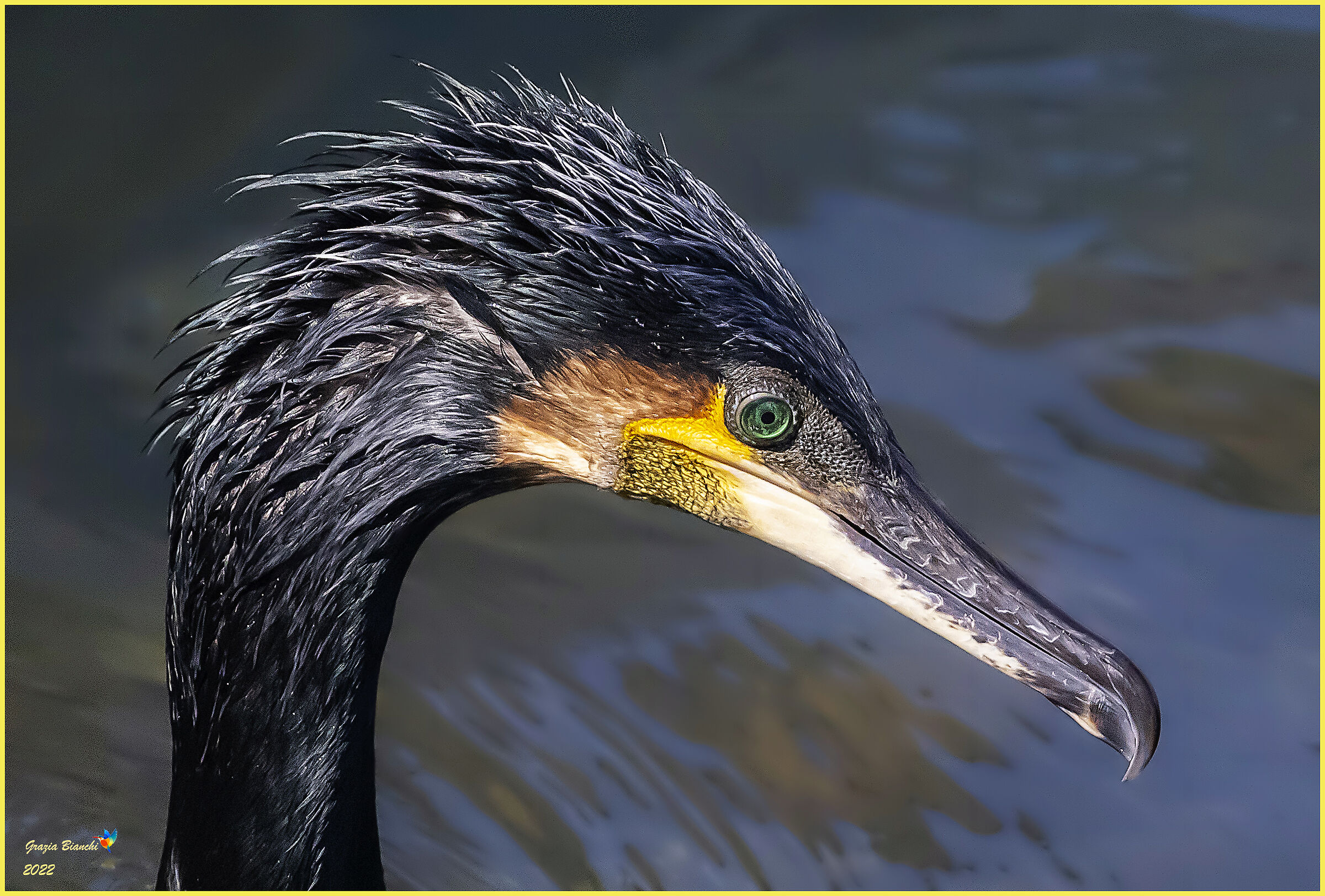 Cormorano (Phalacrocorax carbo) - Livorno