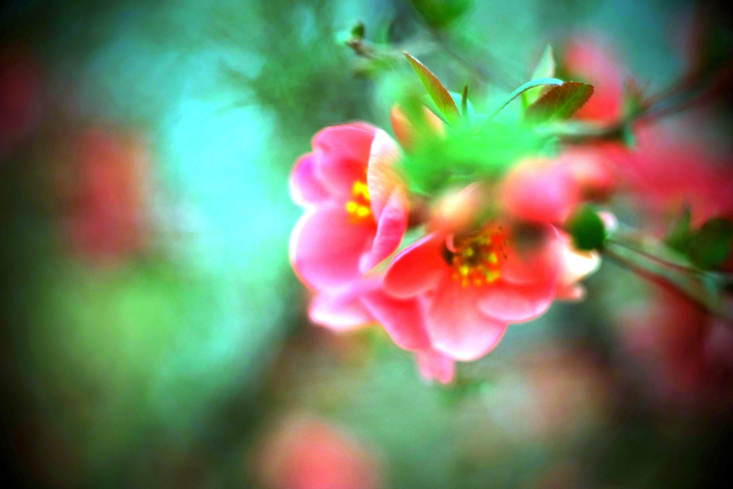 romantica