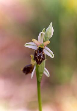 Ophrys exaltata