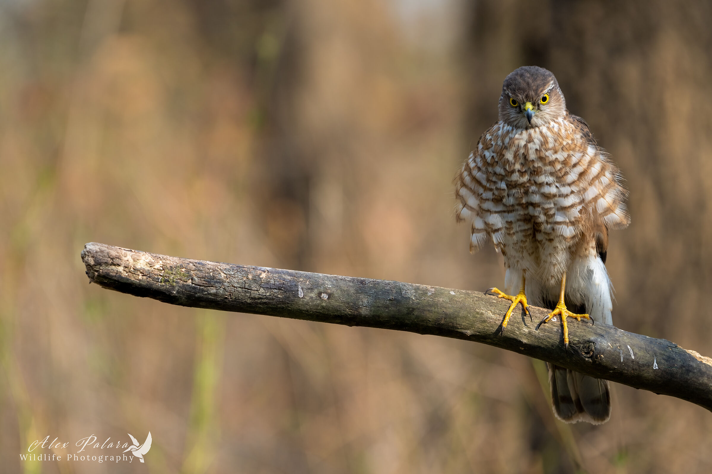 Ed anche lo sparviere maschio è arrivato!
