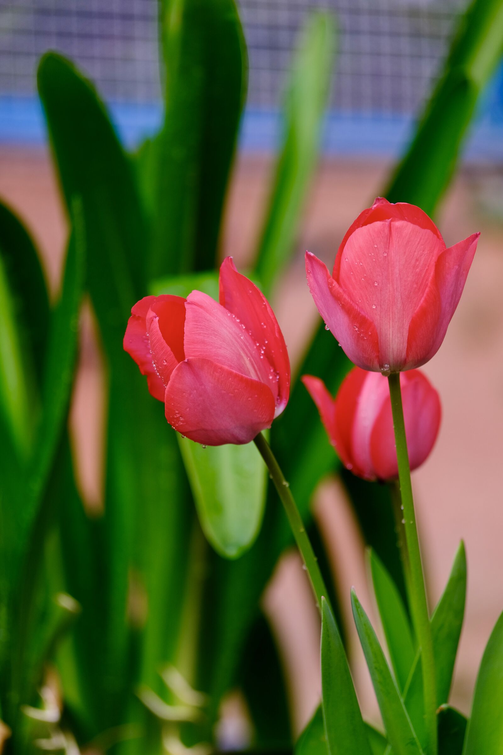 Tulipani 55-200