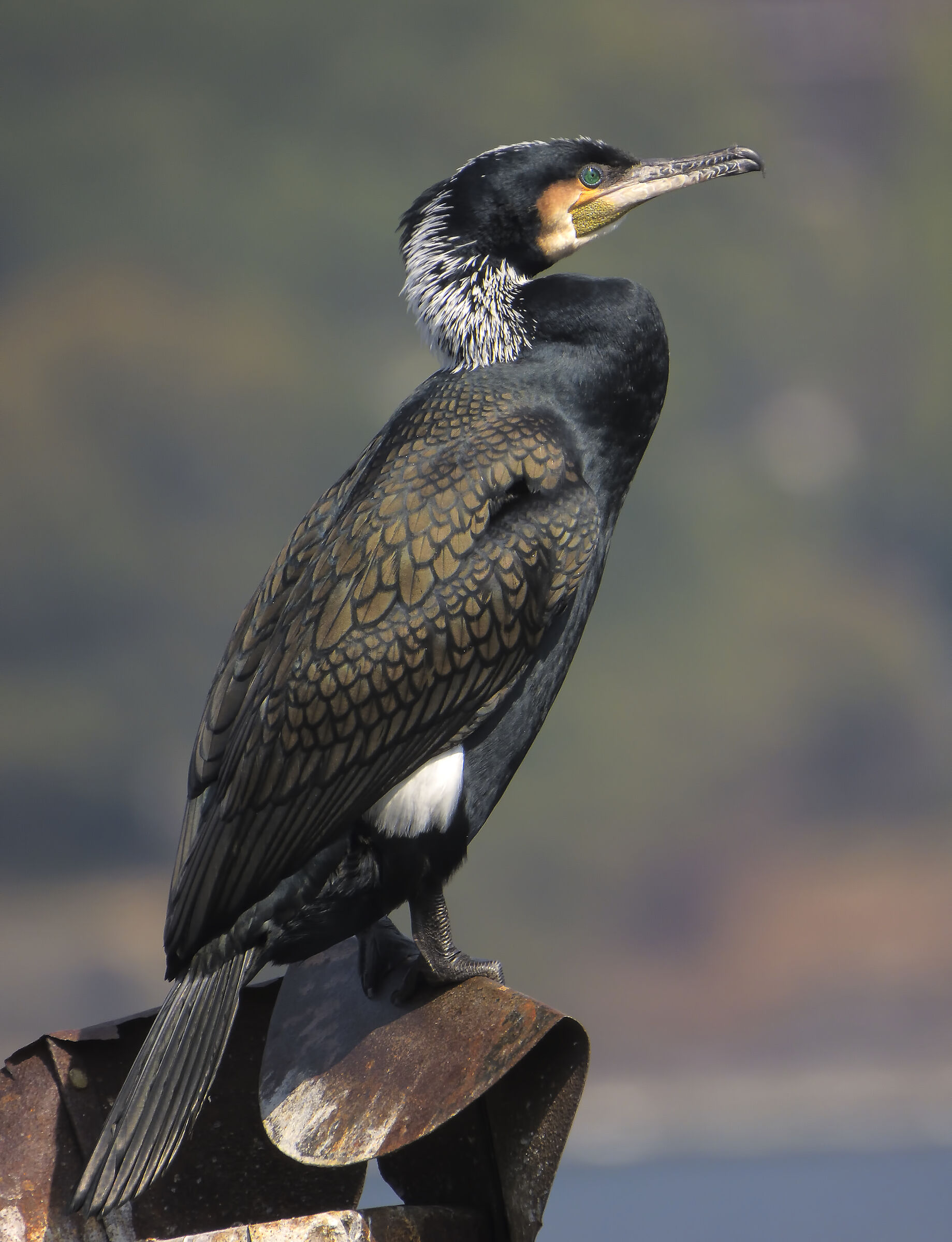 Cormorano