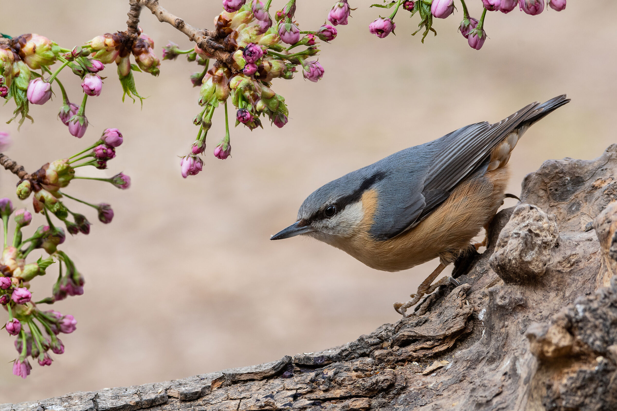 Wood nuthatch