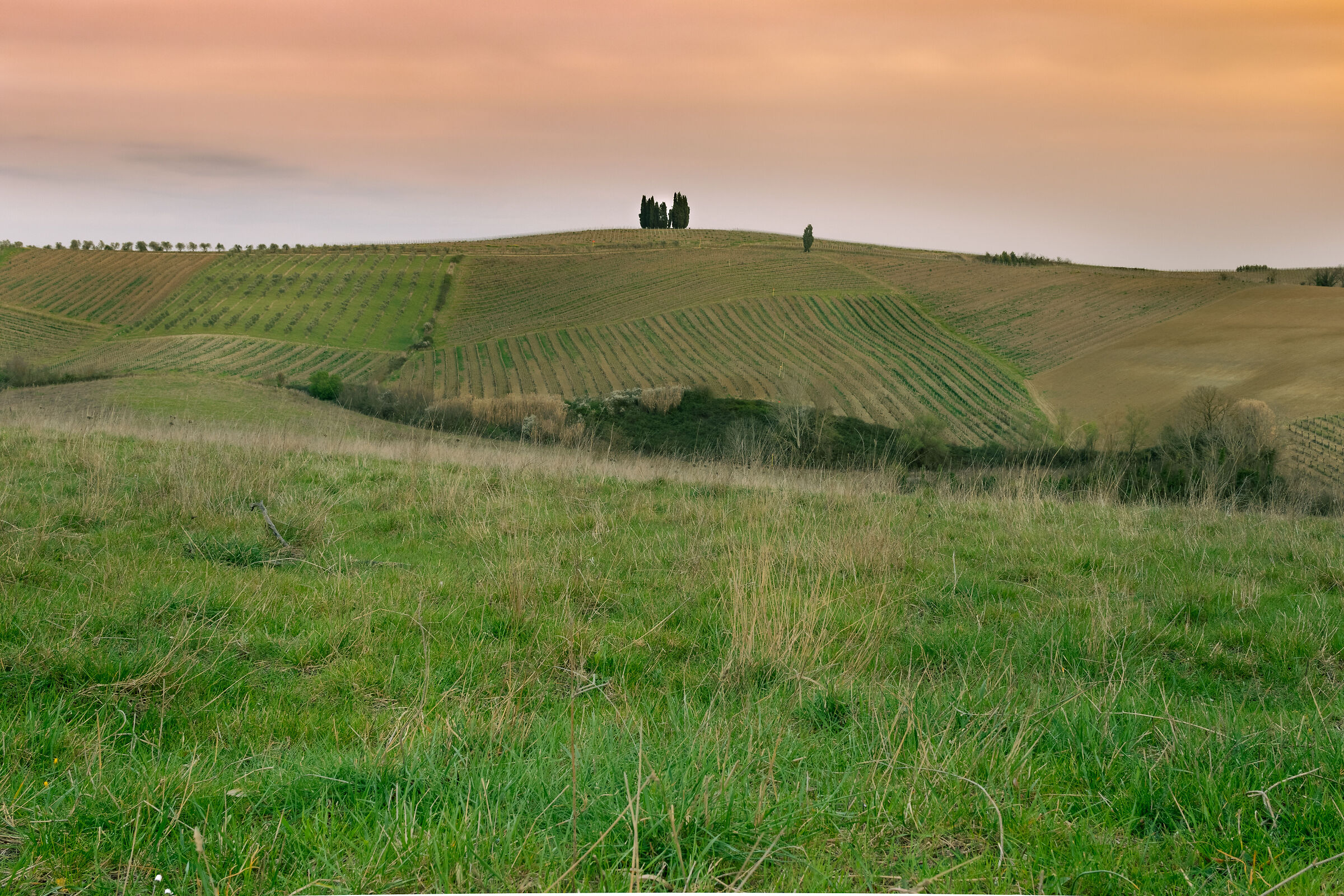 Cypresses on the horizon