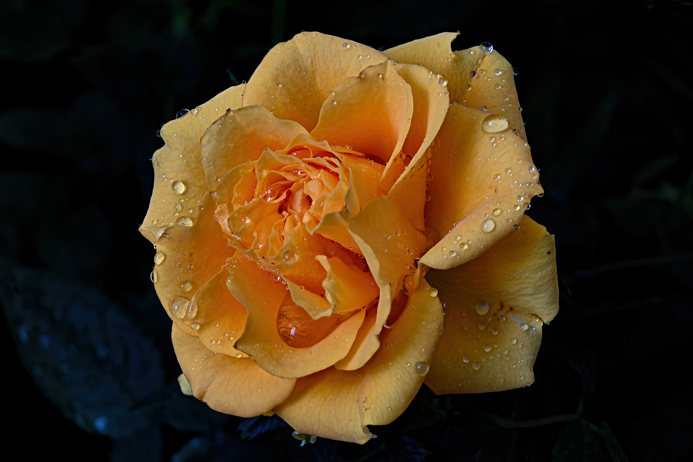 Rose Kordana