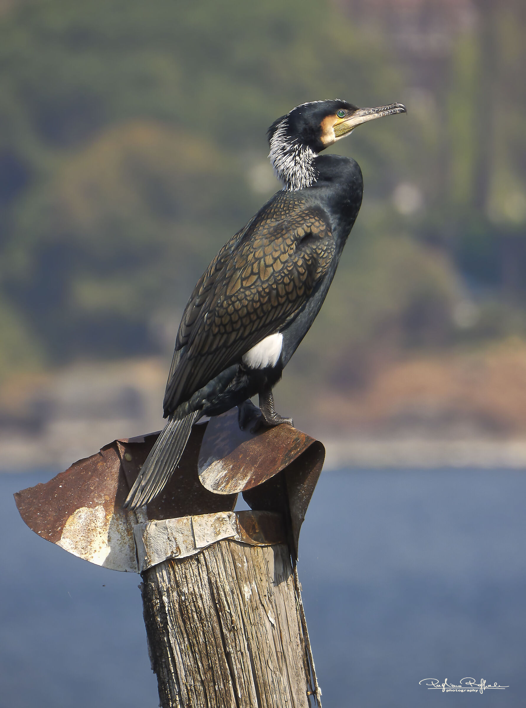 Cormorano