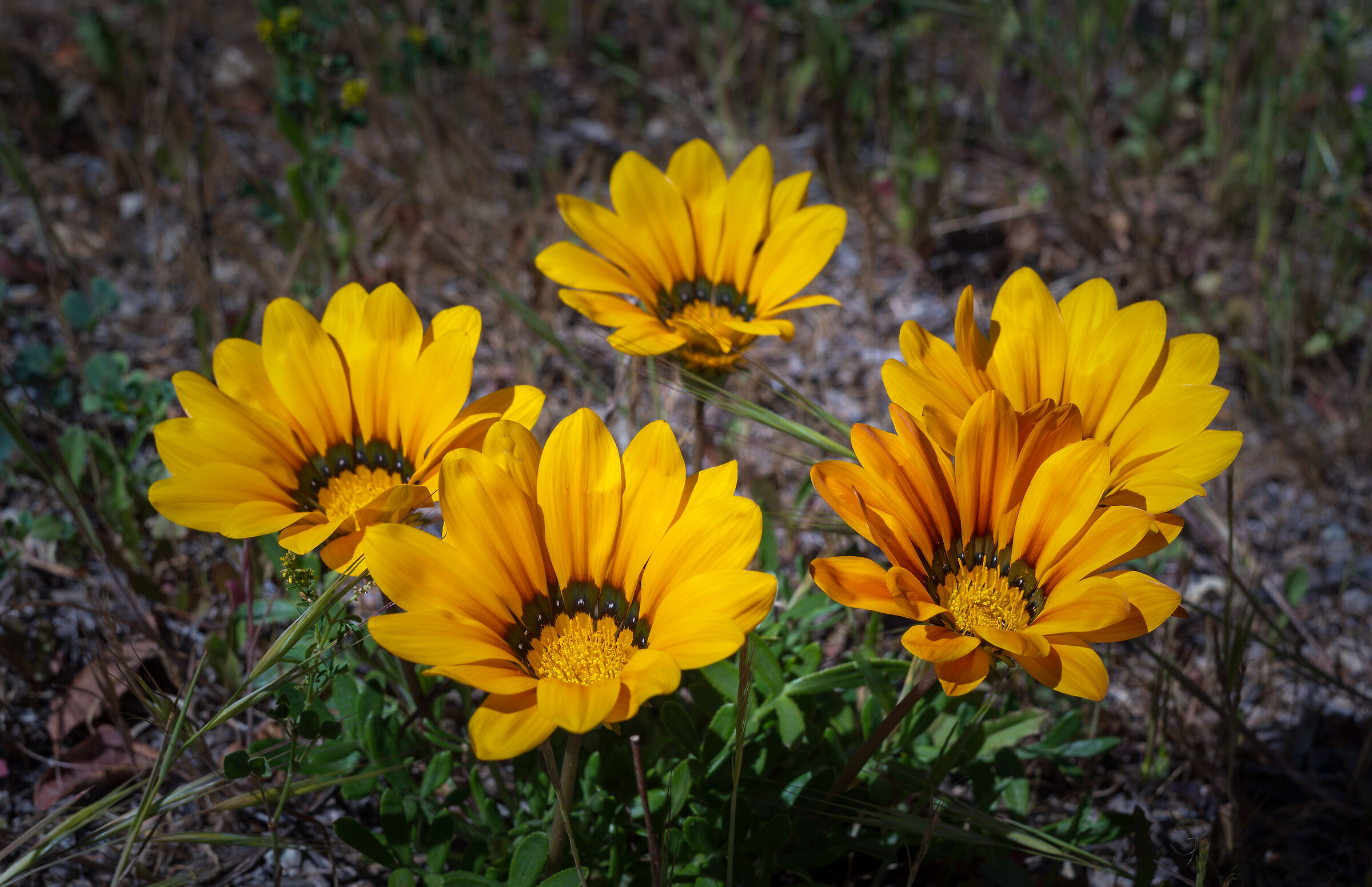 Gazania Linearis
