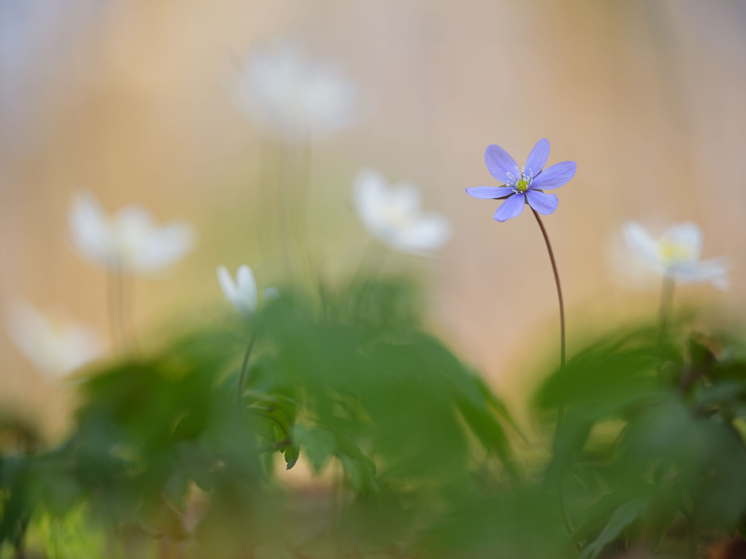 Hepatica nobilis