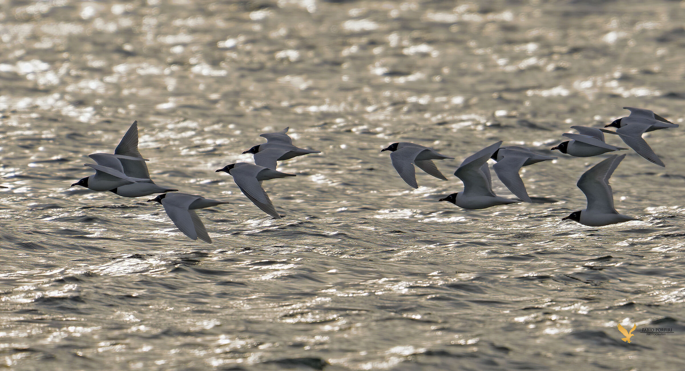 the migration of the coral gull