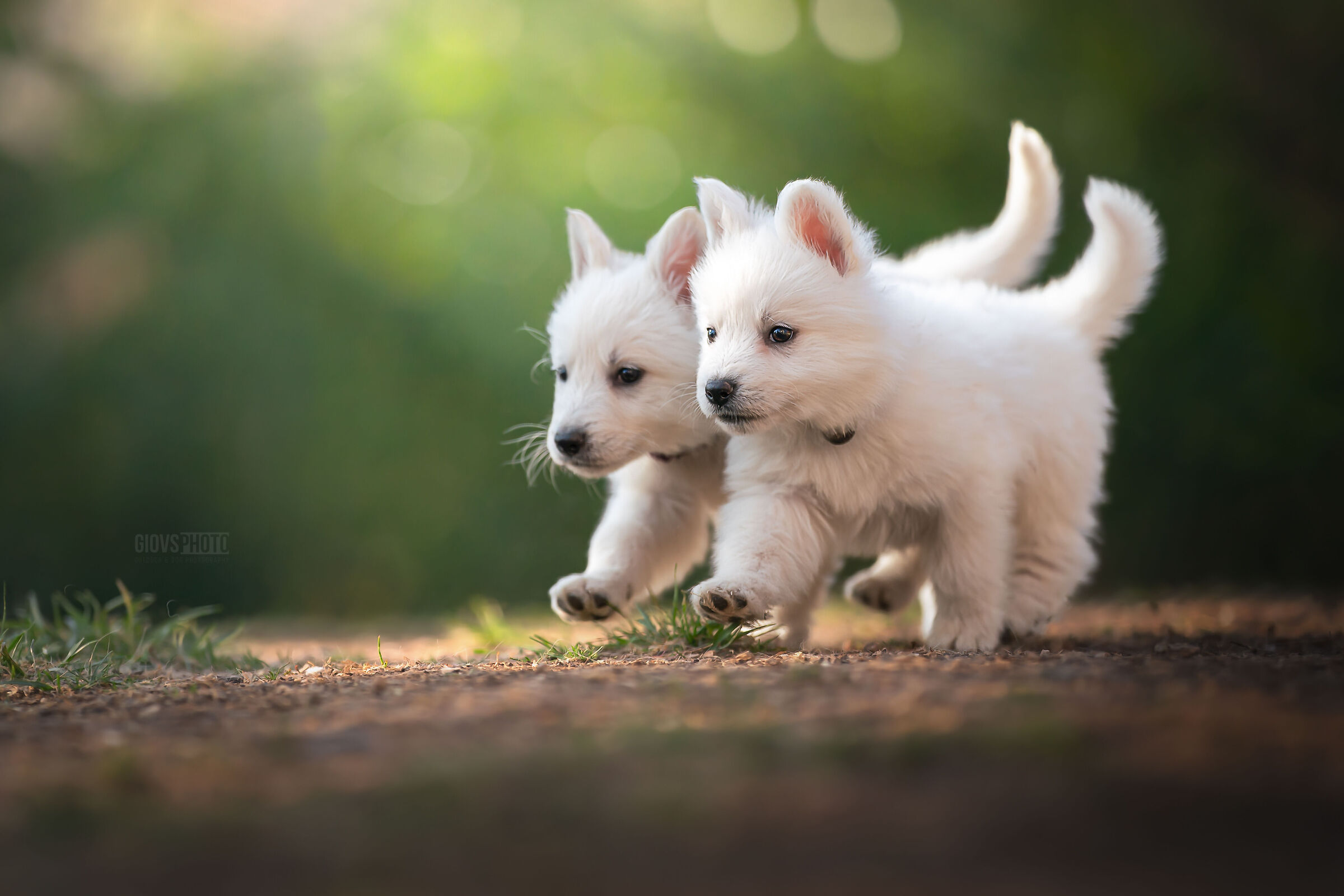 Puppy day