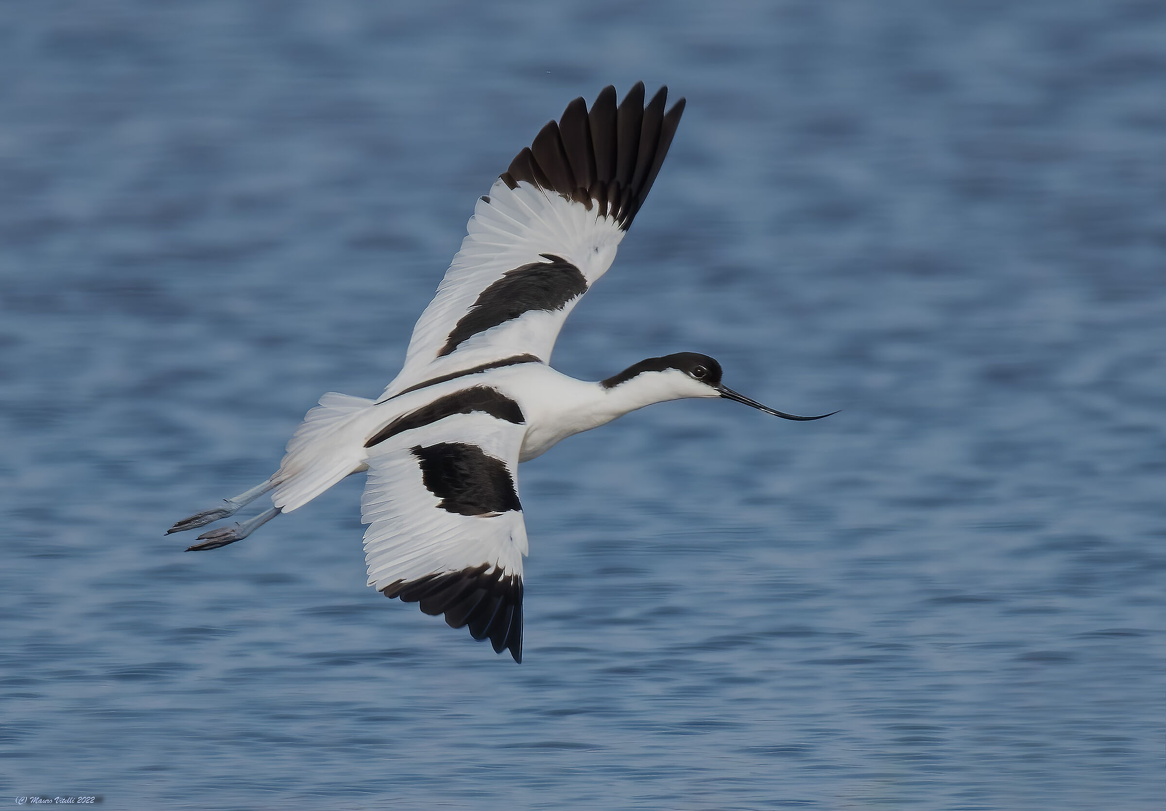 Avocetta (Recurvirostra avosetta)