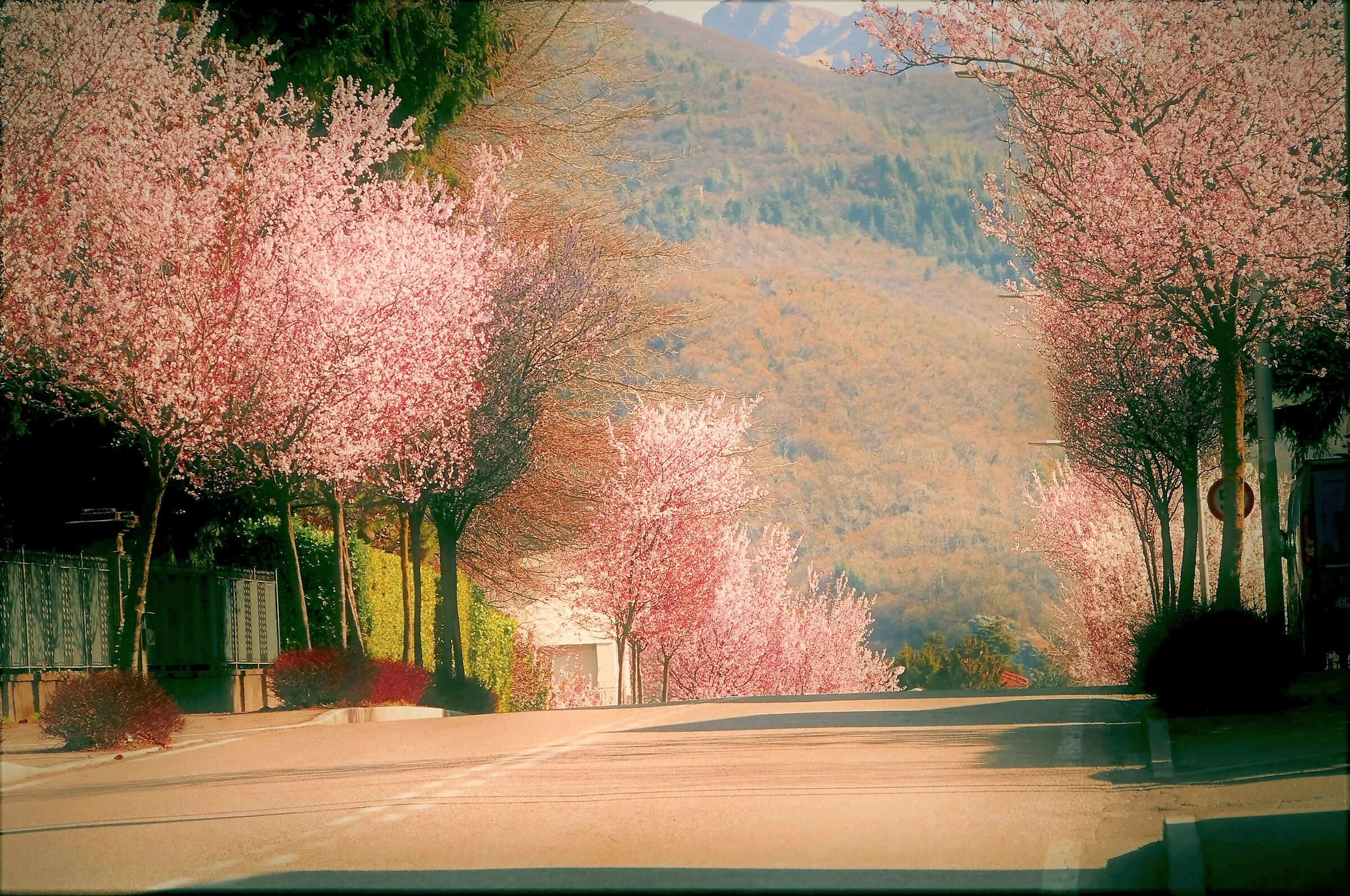 Primavera